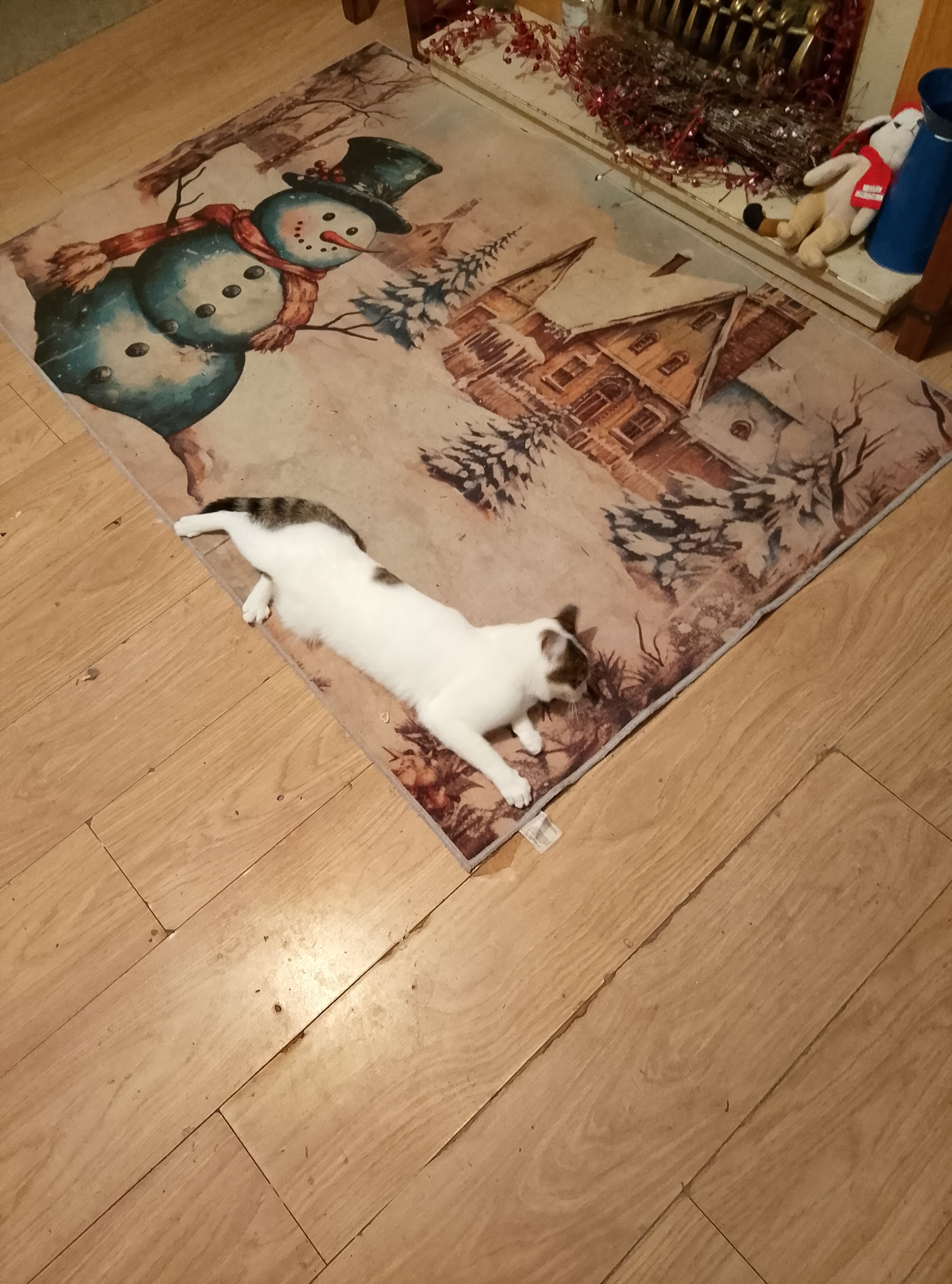 Nico  - Coult Avenue, Lincoln