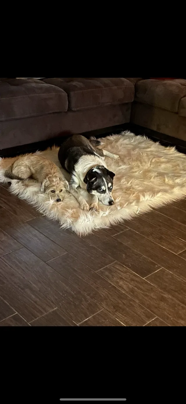 Kota and Remi - Fox Run Boulevard, Spring