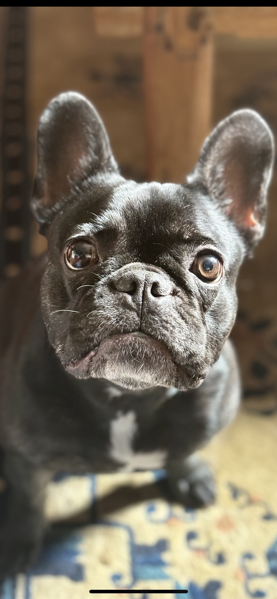 Désirée  - Quai Saint-Martial, Limoges