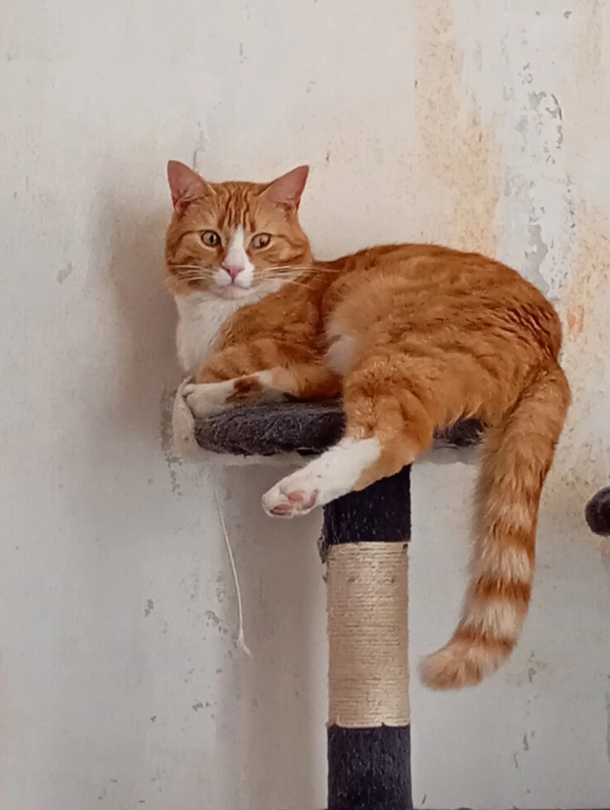 Twix - Rue du Golau, Vecoux