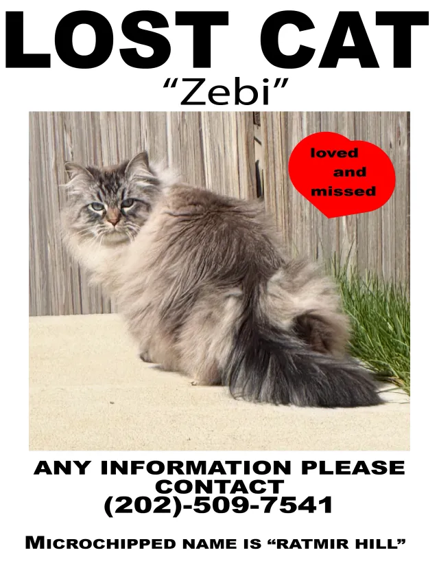 Zebi - Quail Valley, Gaithersburg
