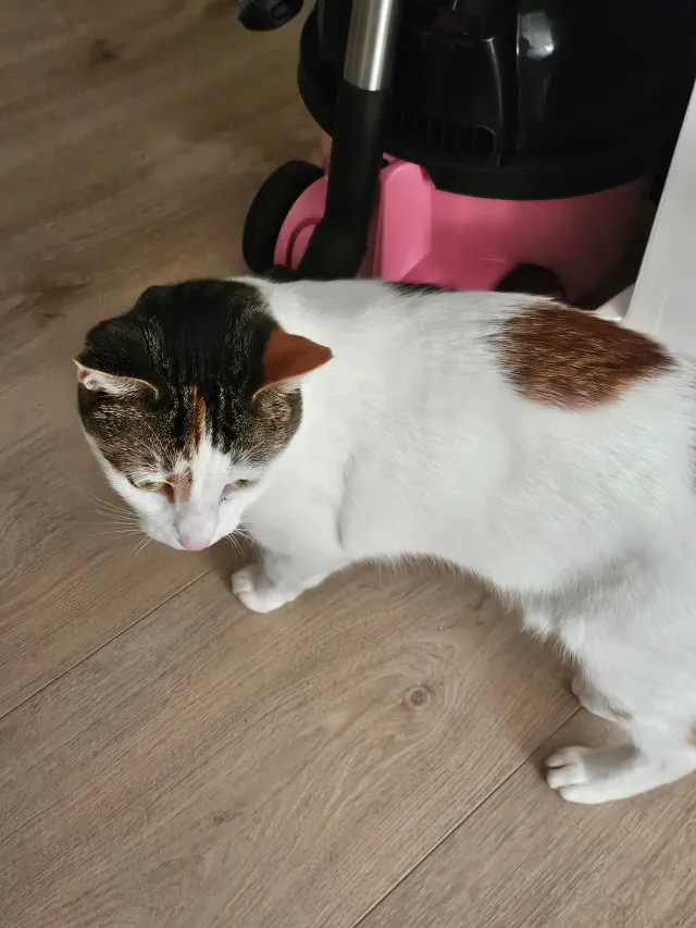 Pochita  - Carshalton Road, Sutton
