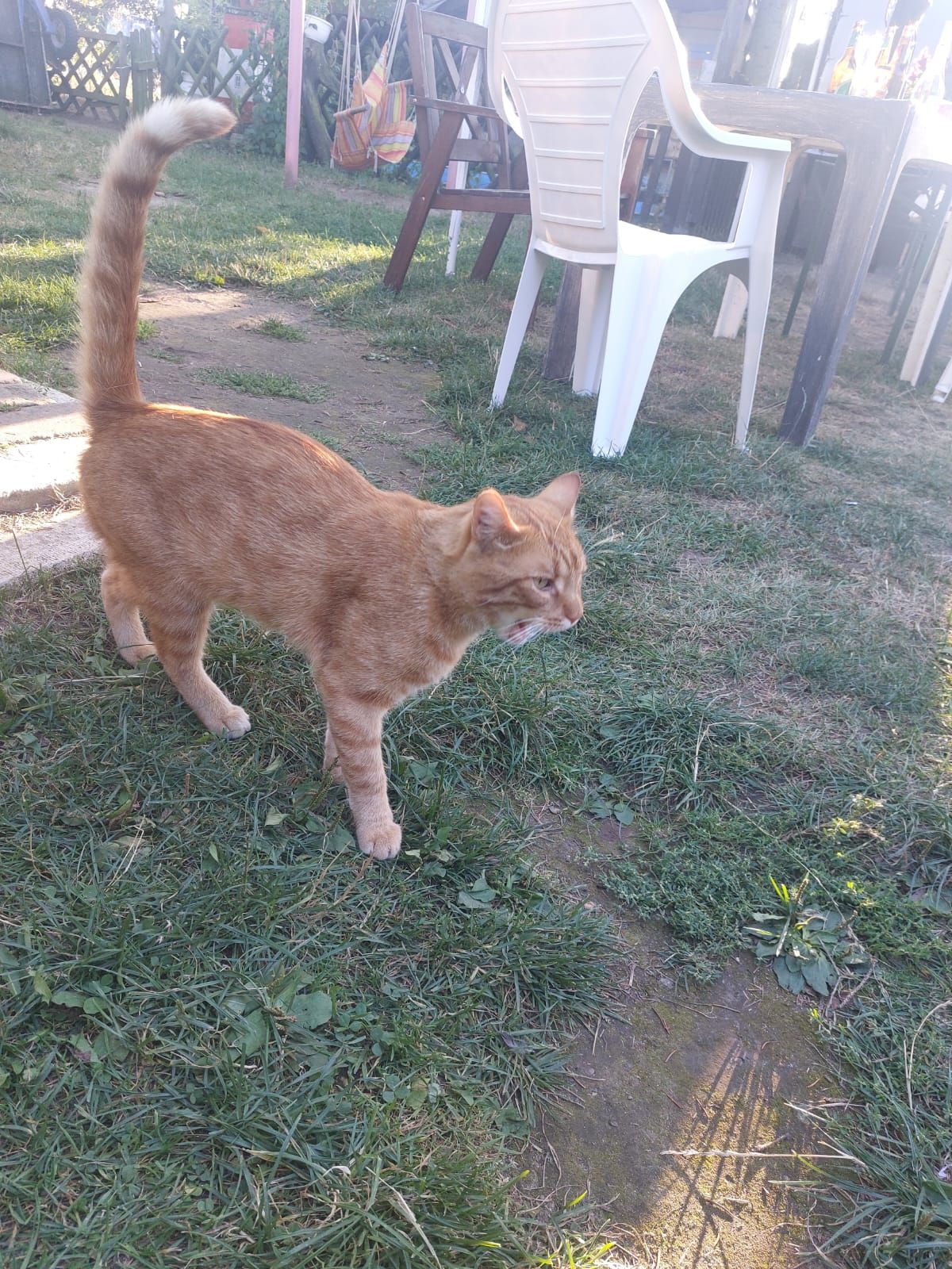 Curry  - Zum Parsteinsee, Angermünde