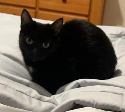 Penny  - BT71 4GZ, Dungannon