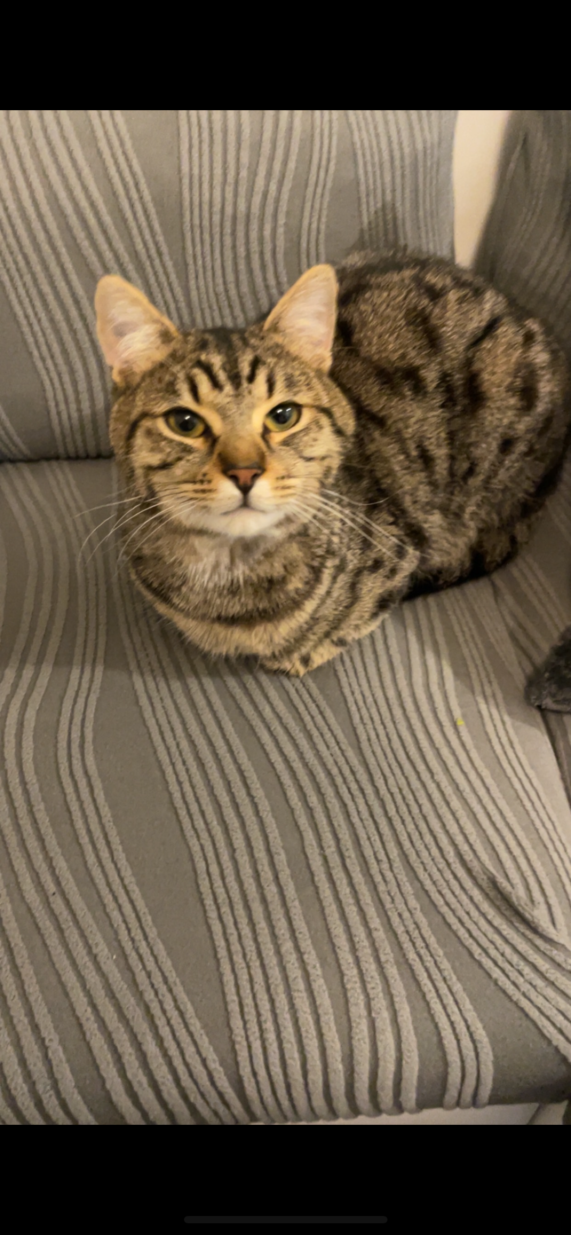 Titoune - 256 Avenue de Belle Ferme, Gex