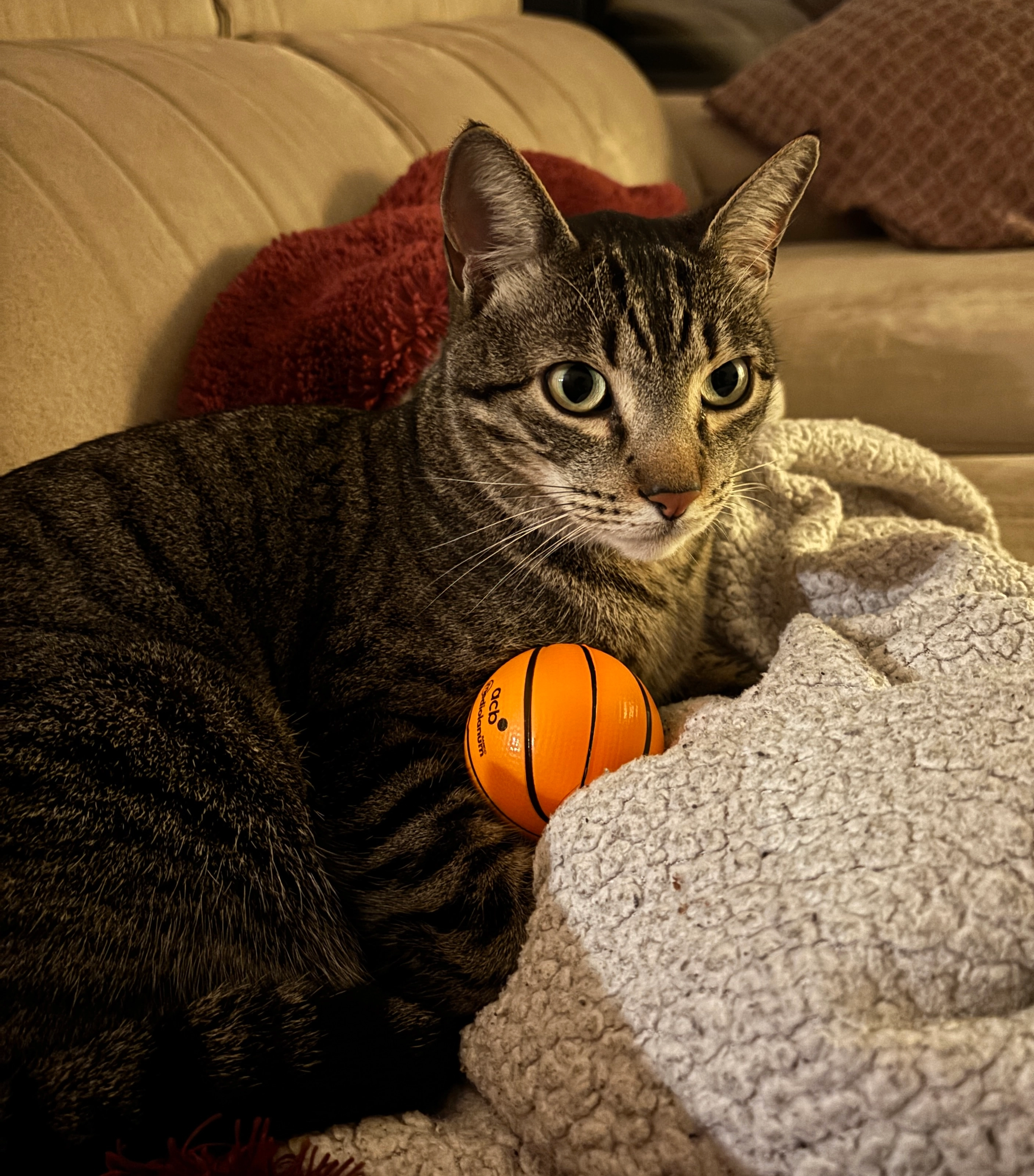 Bimbo - Carrer Carme Guasch, Vilafant