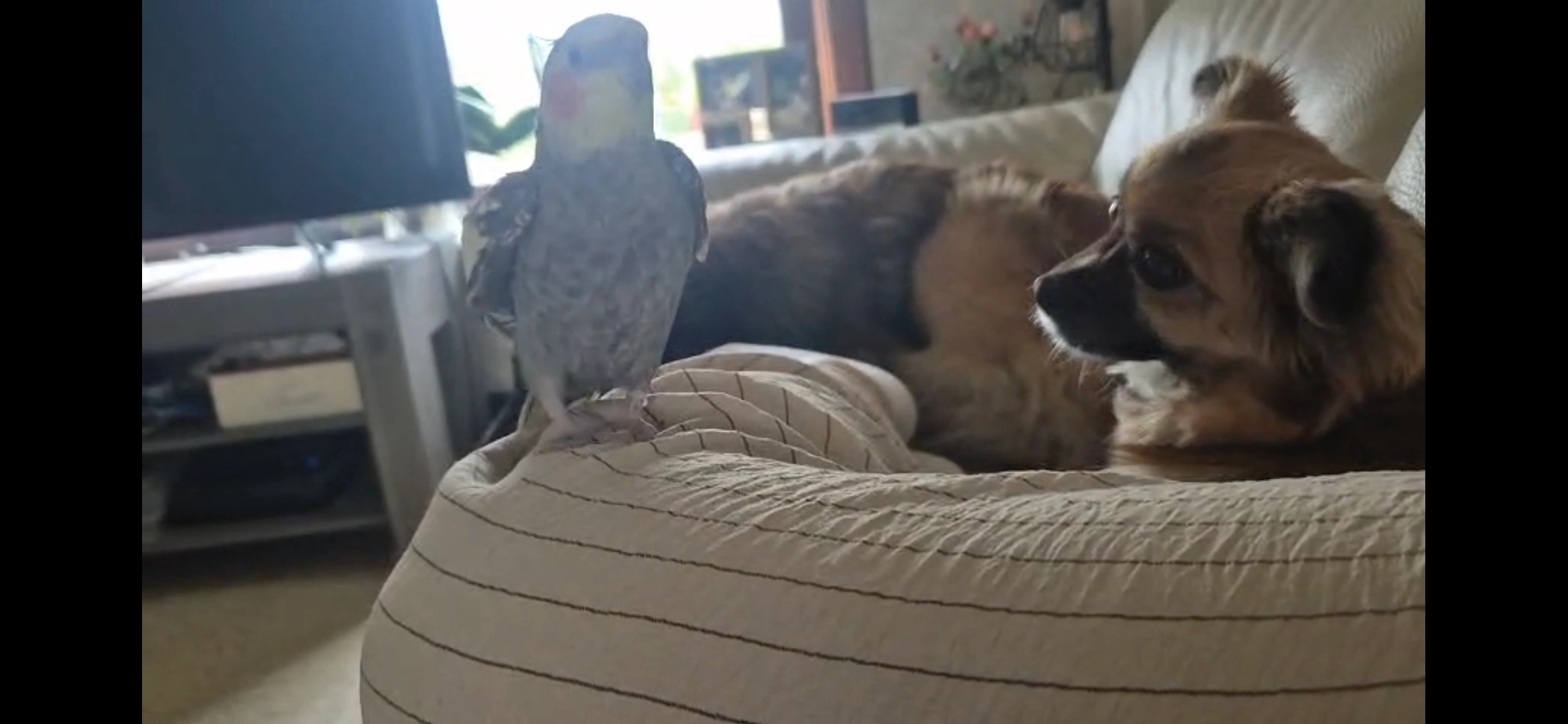 Yuki - Procureurstraat, Moorslede