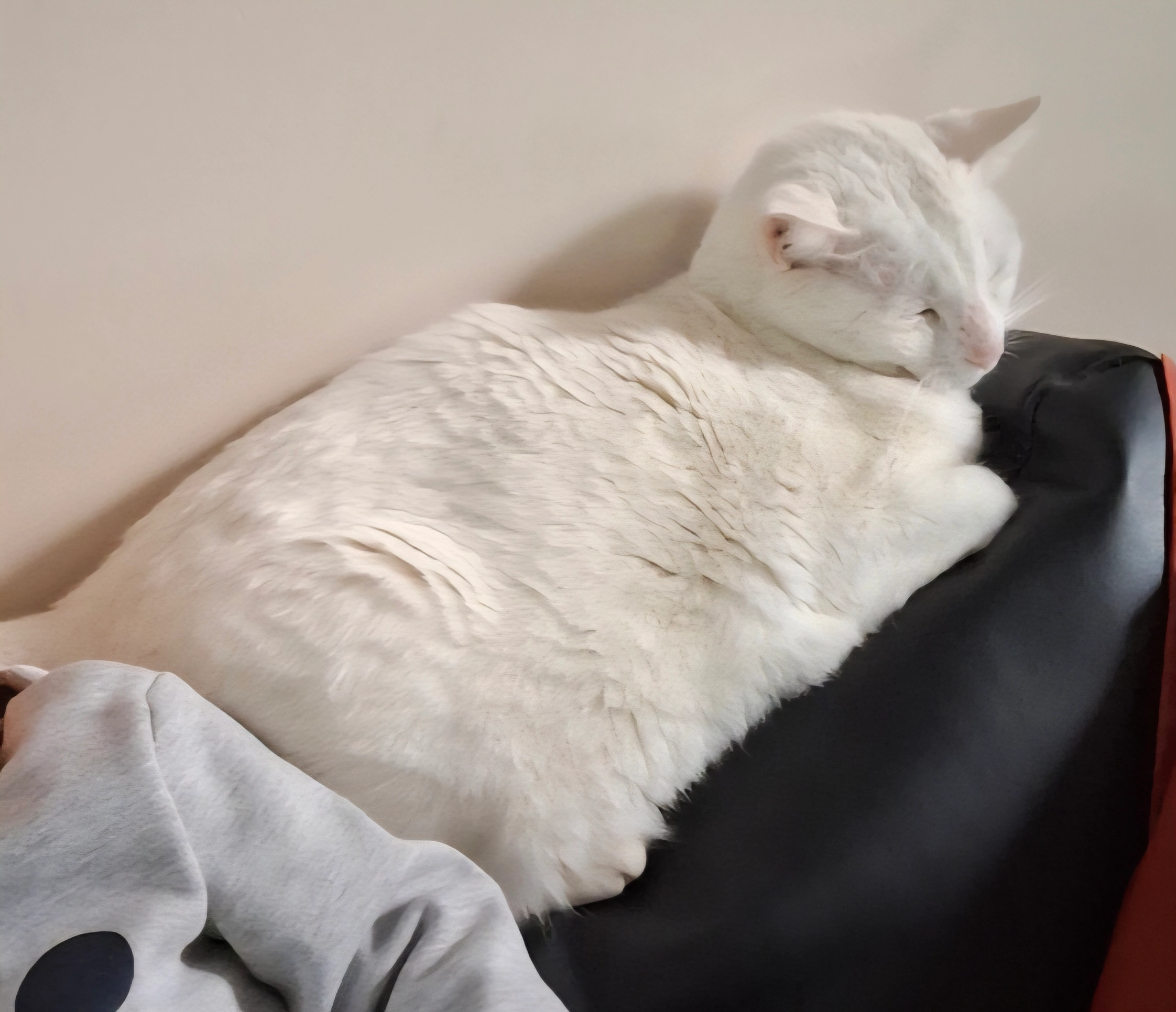 Papouille - 6 Rue Jules et André Amalric, Bize-Minervois