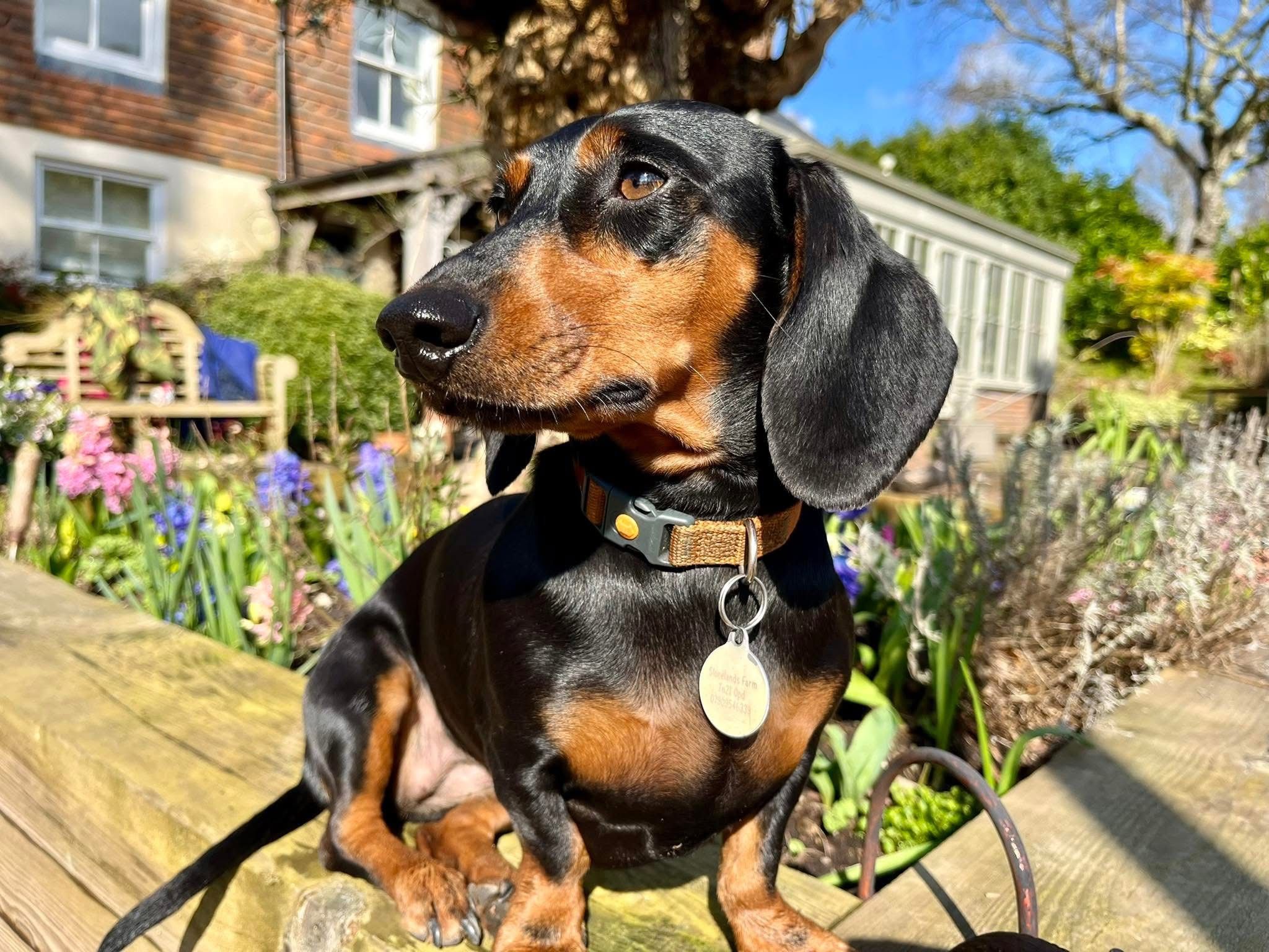 Lara - Hanging Birch Lane, Heathfield