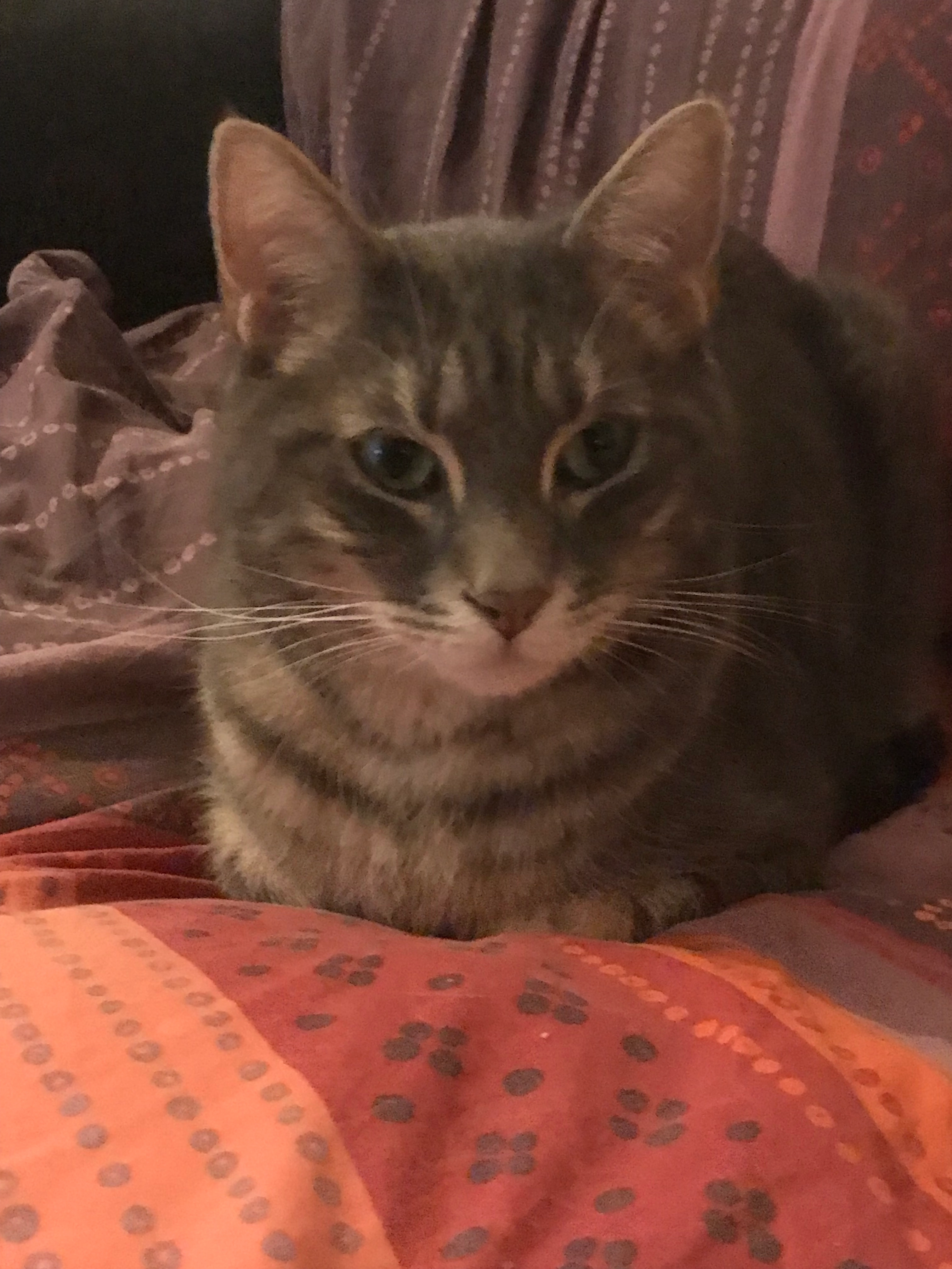 Pirate dit bidou  - 173 Route d'Eaunes, Muret