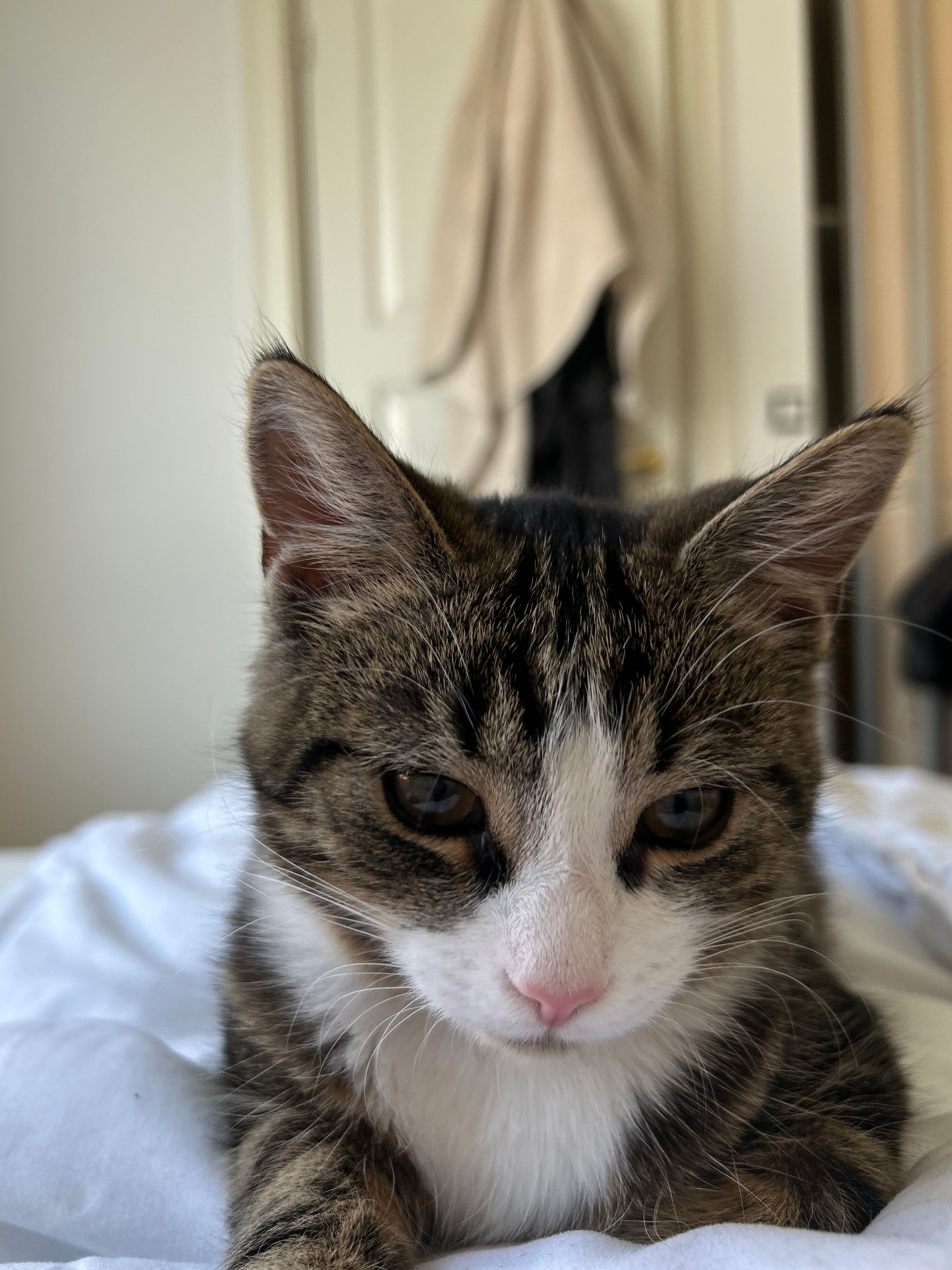 Megi - Østervej 44, Ballerup