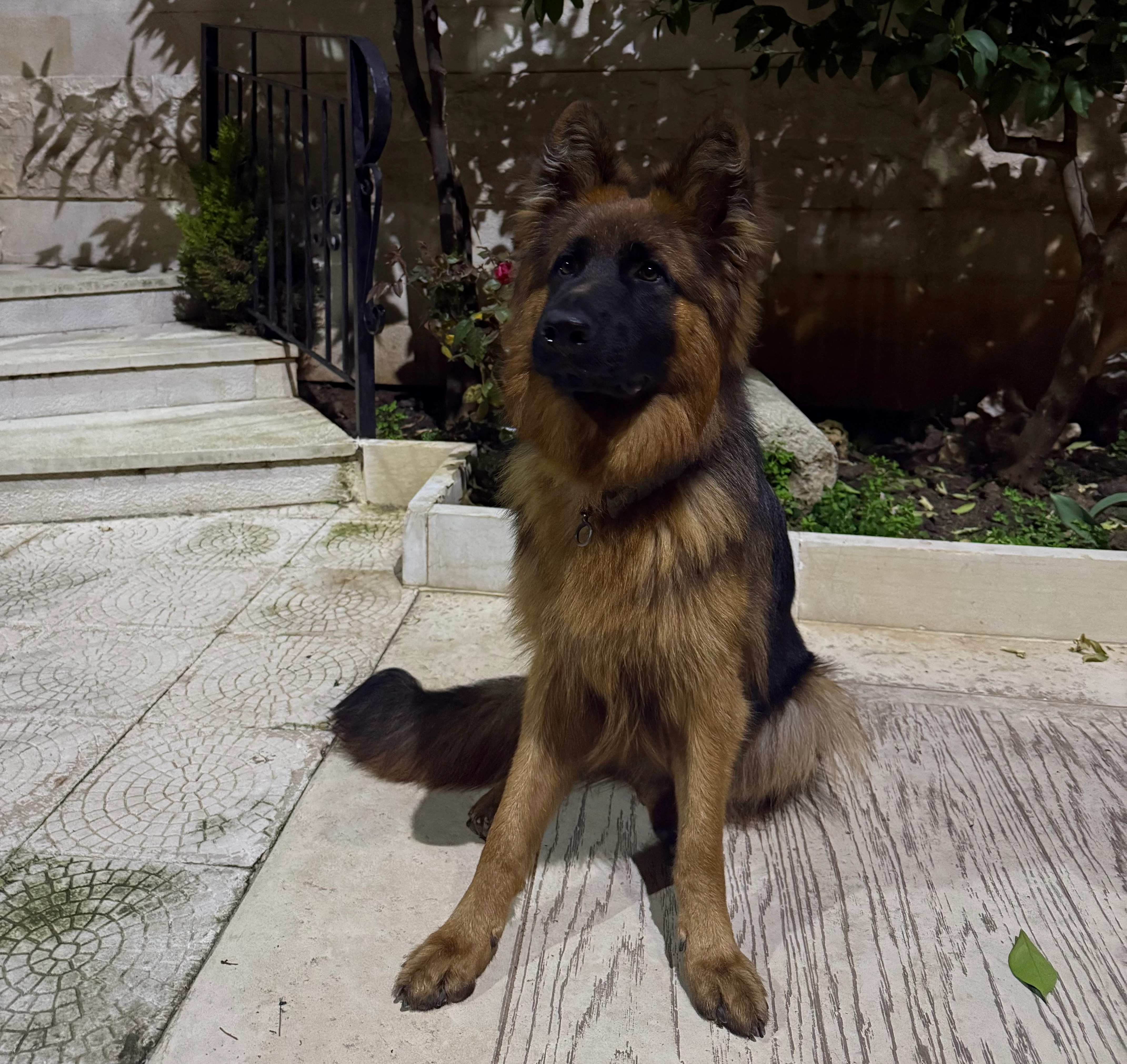 Dog, German Shepherd  - 