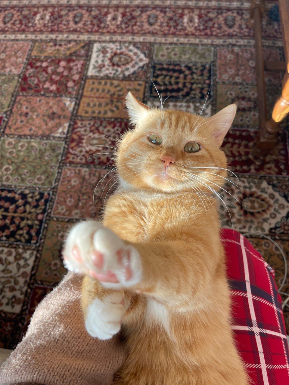 Ferdinand - Rue des Bonnelles, Angers