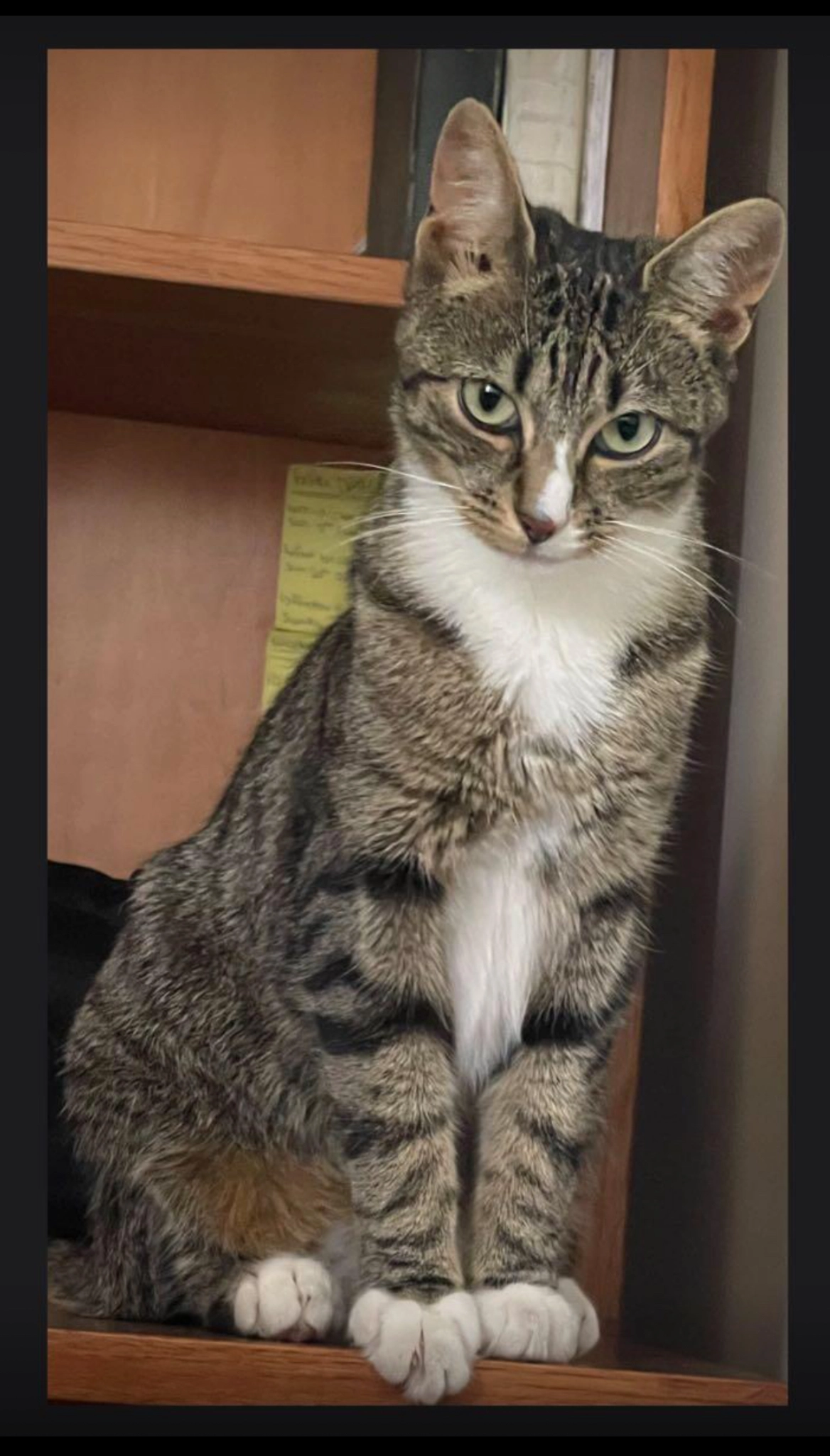 Sheba - Wheelers Lane (kings Heath) , Birmingham