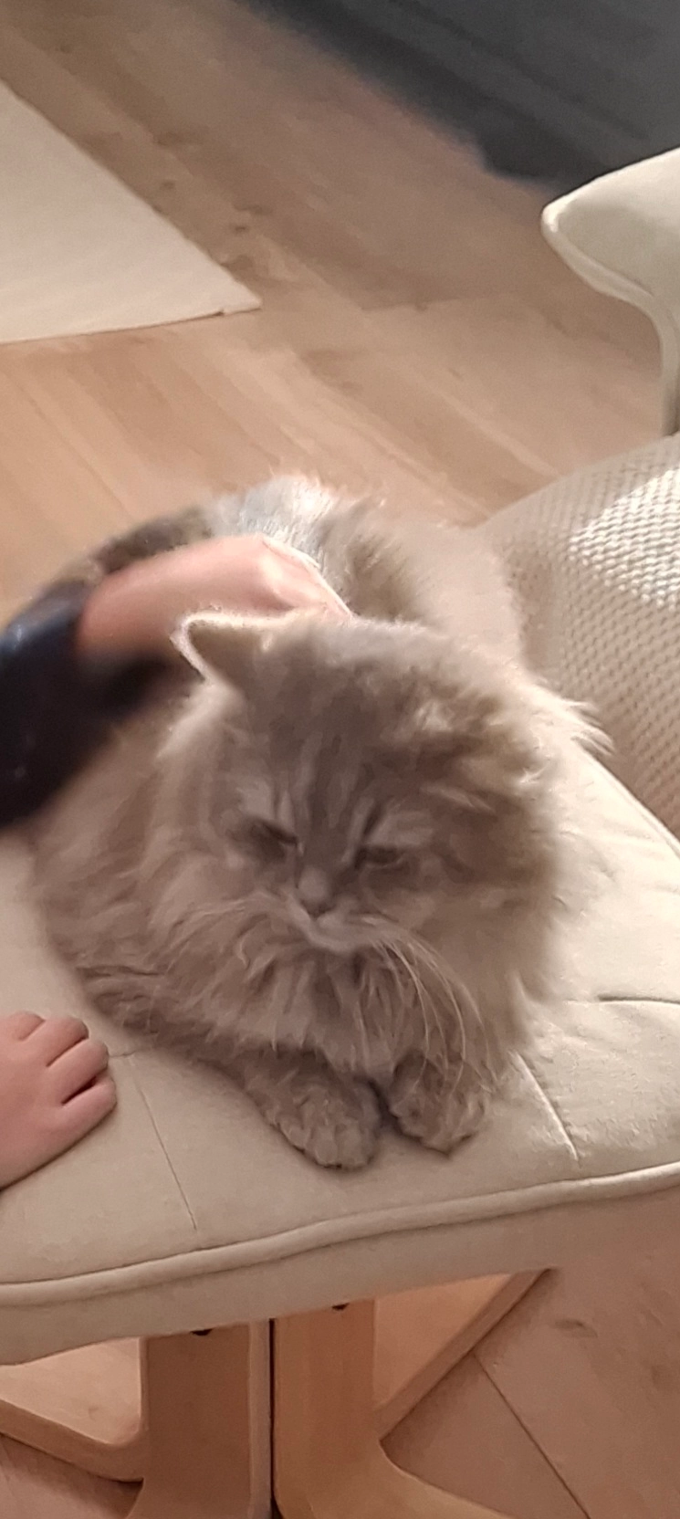 Duman - Herzogstraße, Homburg