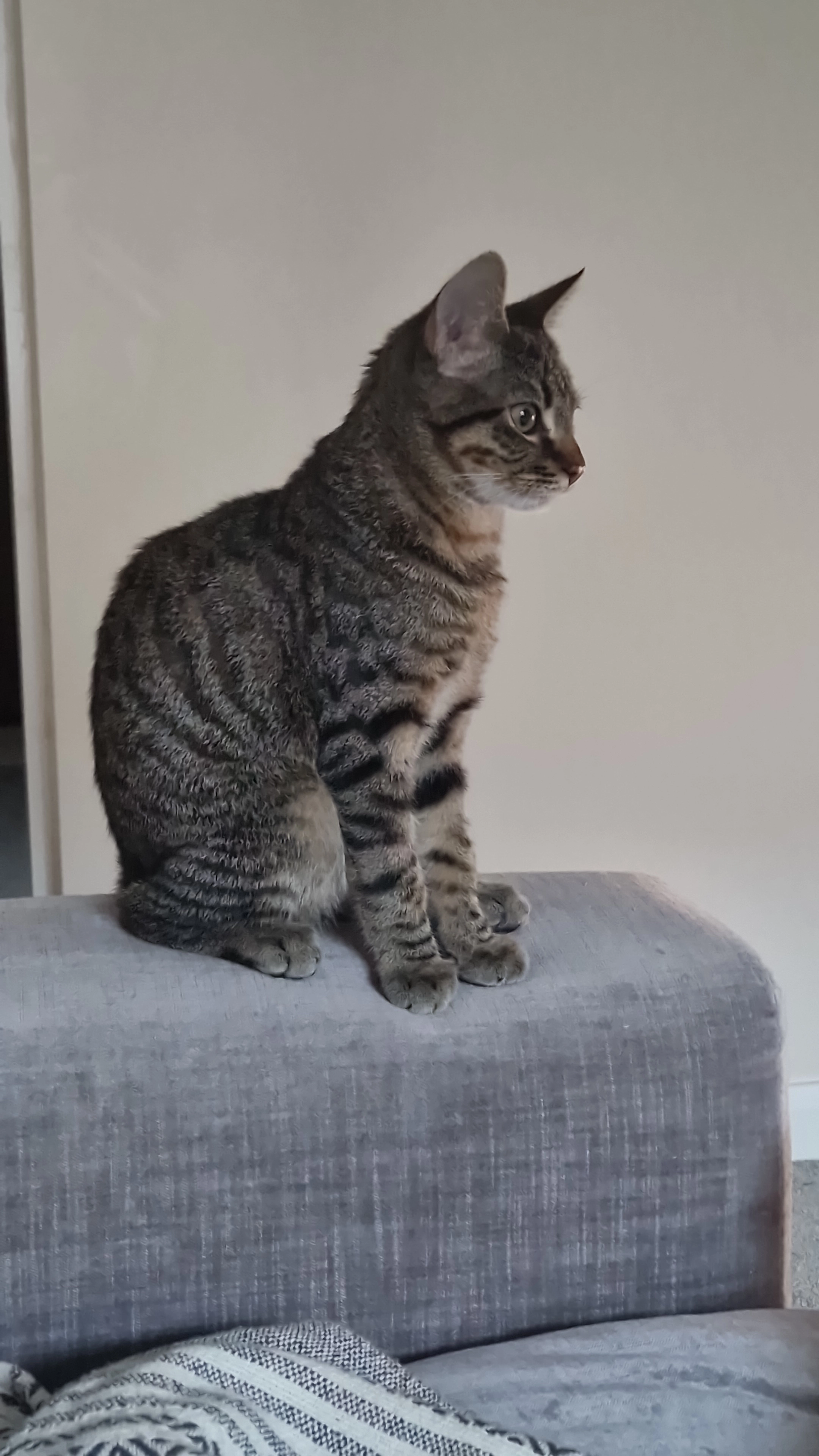 Rocky - 25 Halliwell Street, Rochdale