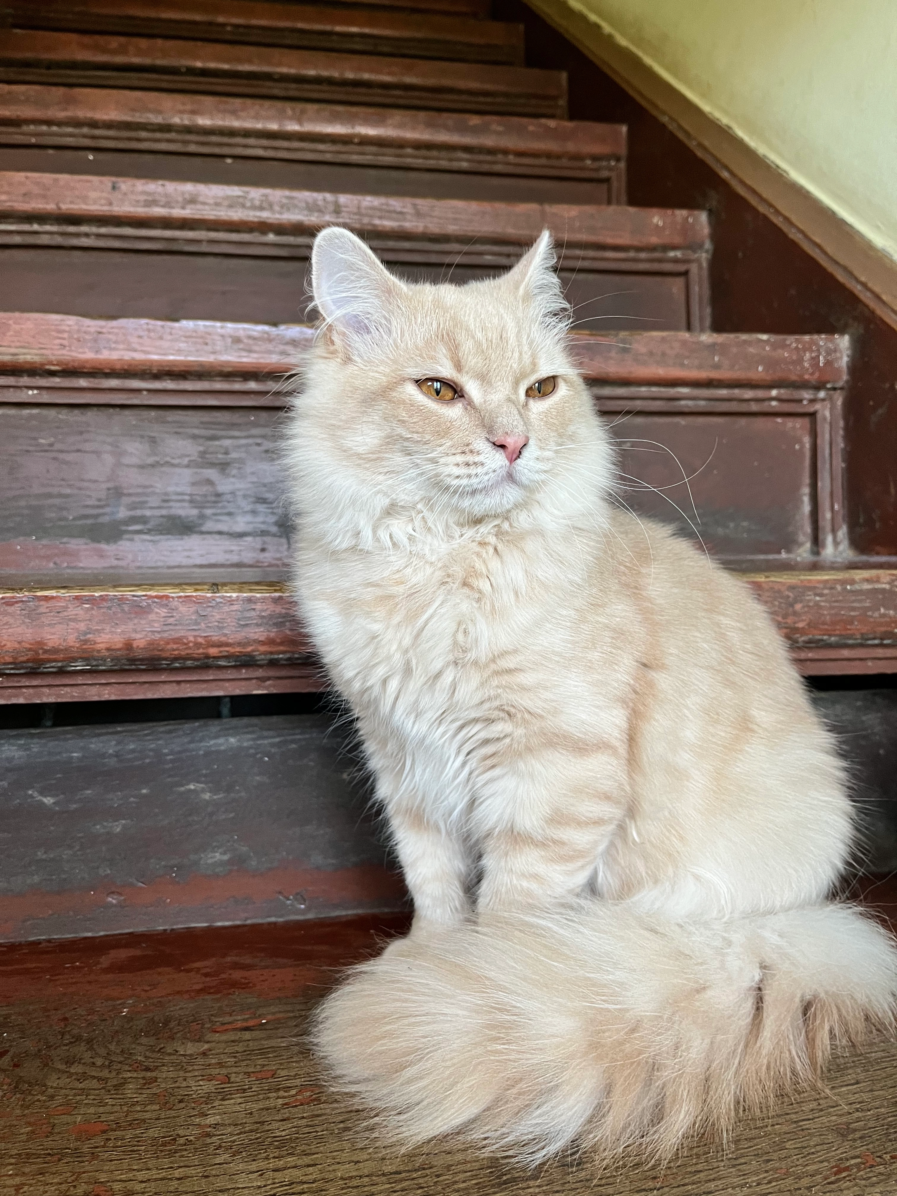 Персі - Mykhaila Hrushevskoho Street, Stryi