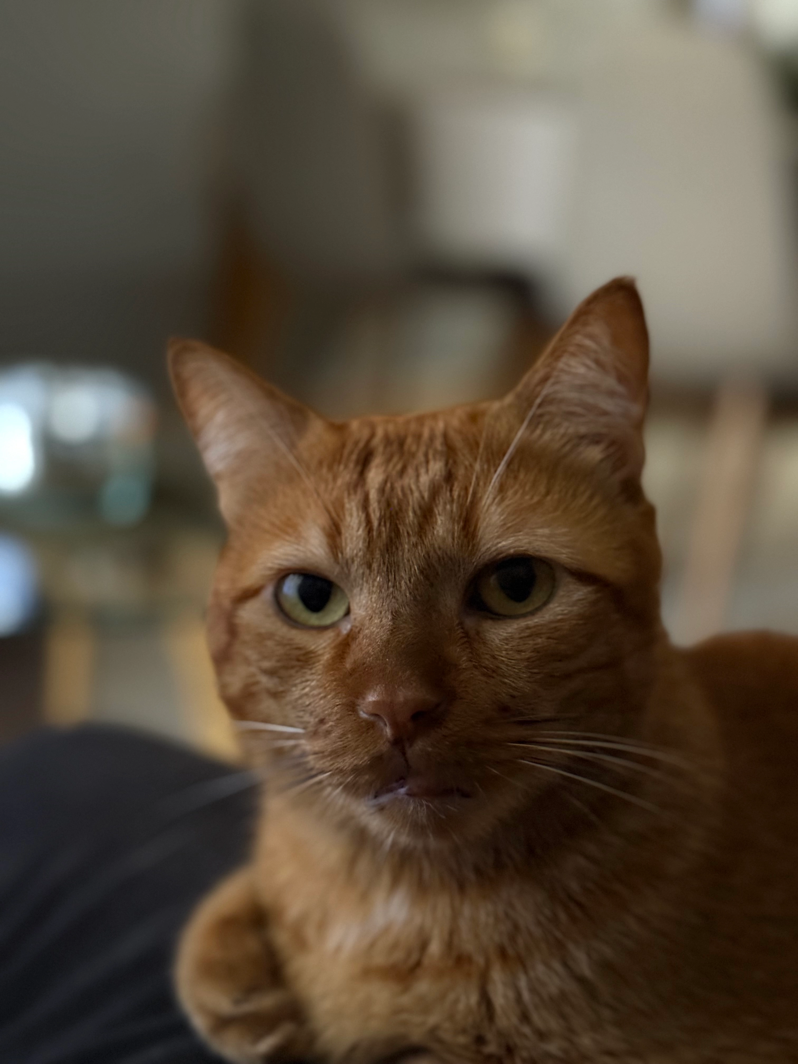 Tommy - Avenida de Madrid, Petrer