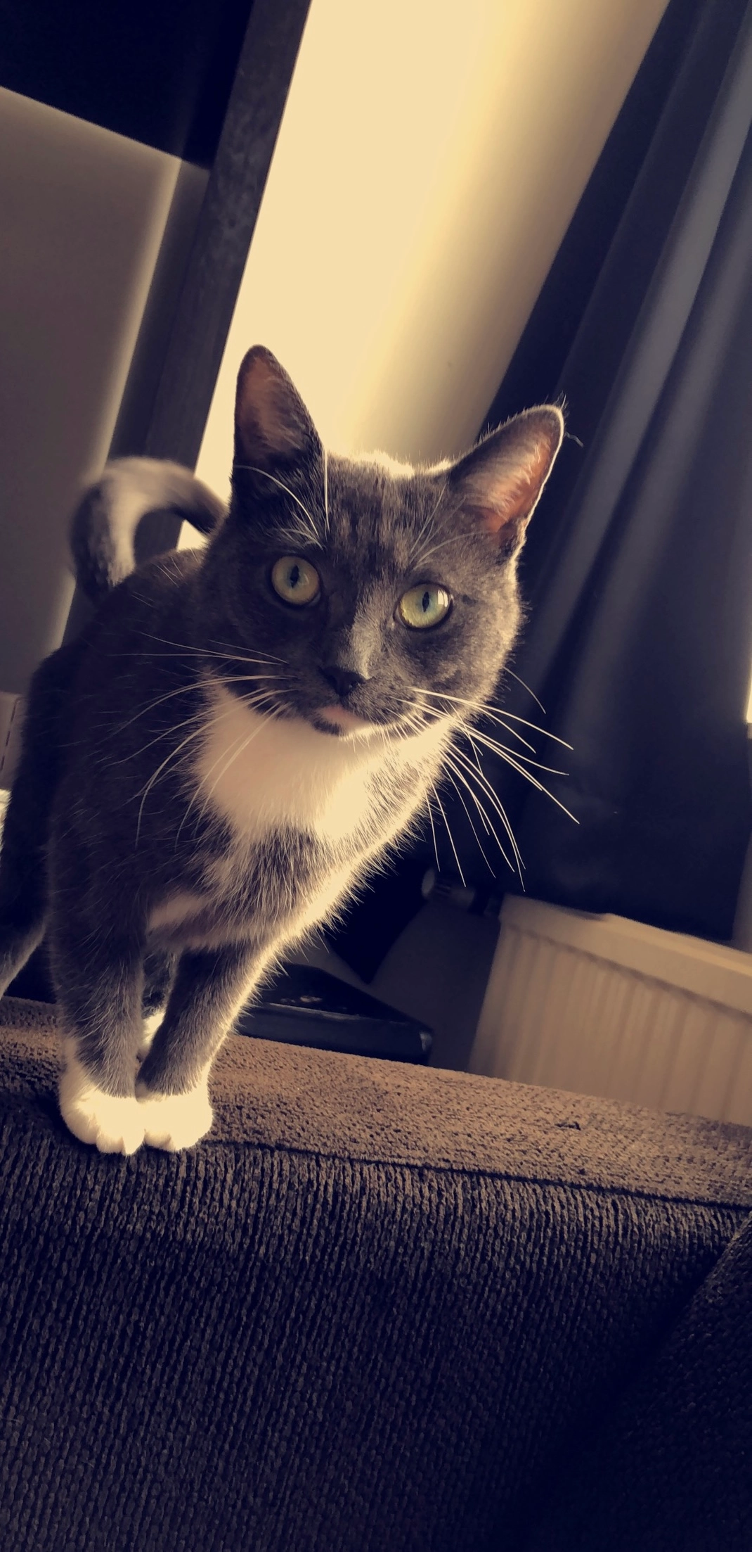 Puck - Valeriaanlaan, Enschede