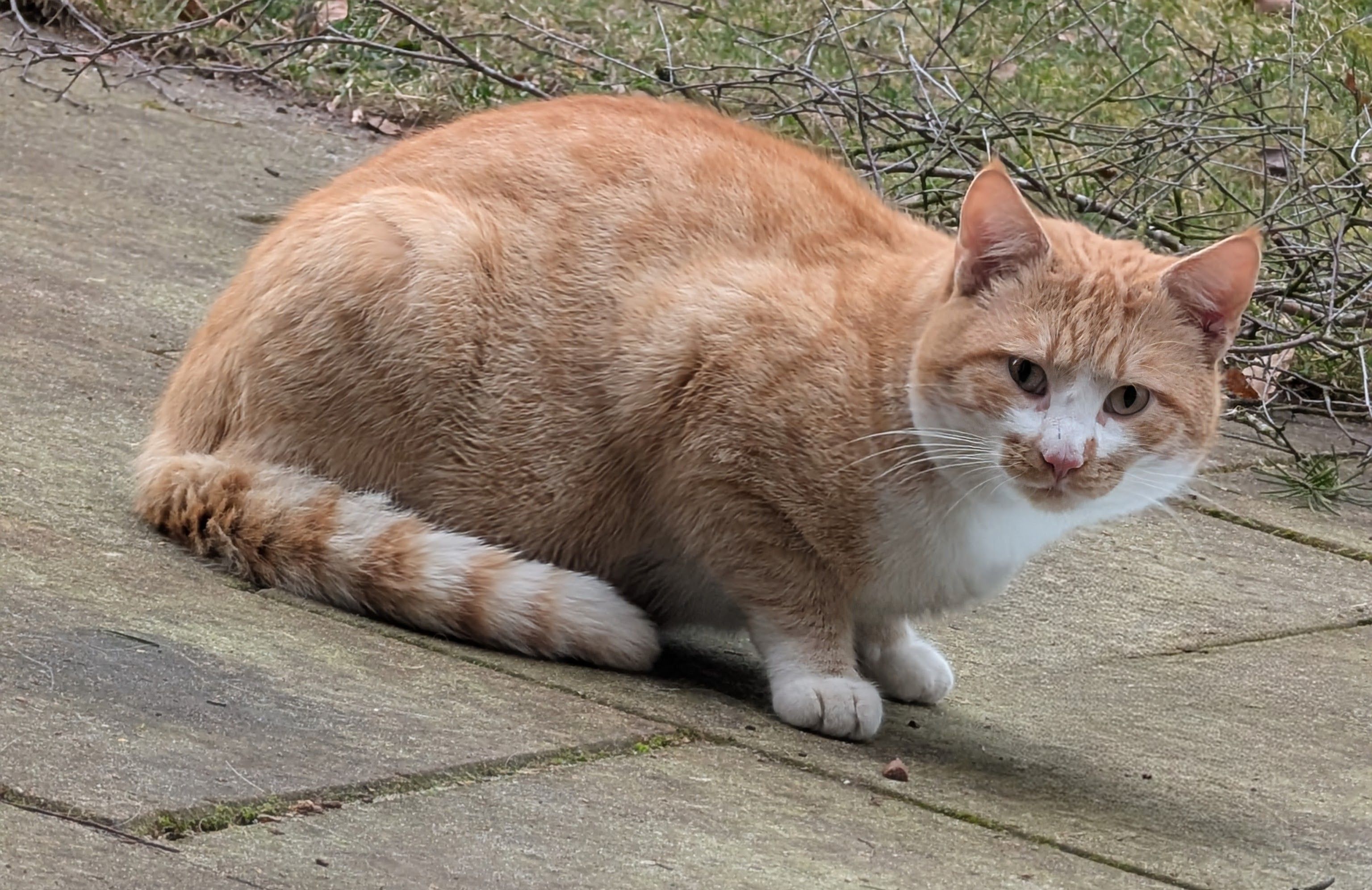 Jack  - Eichenstraße, Gerdau