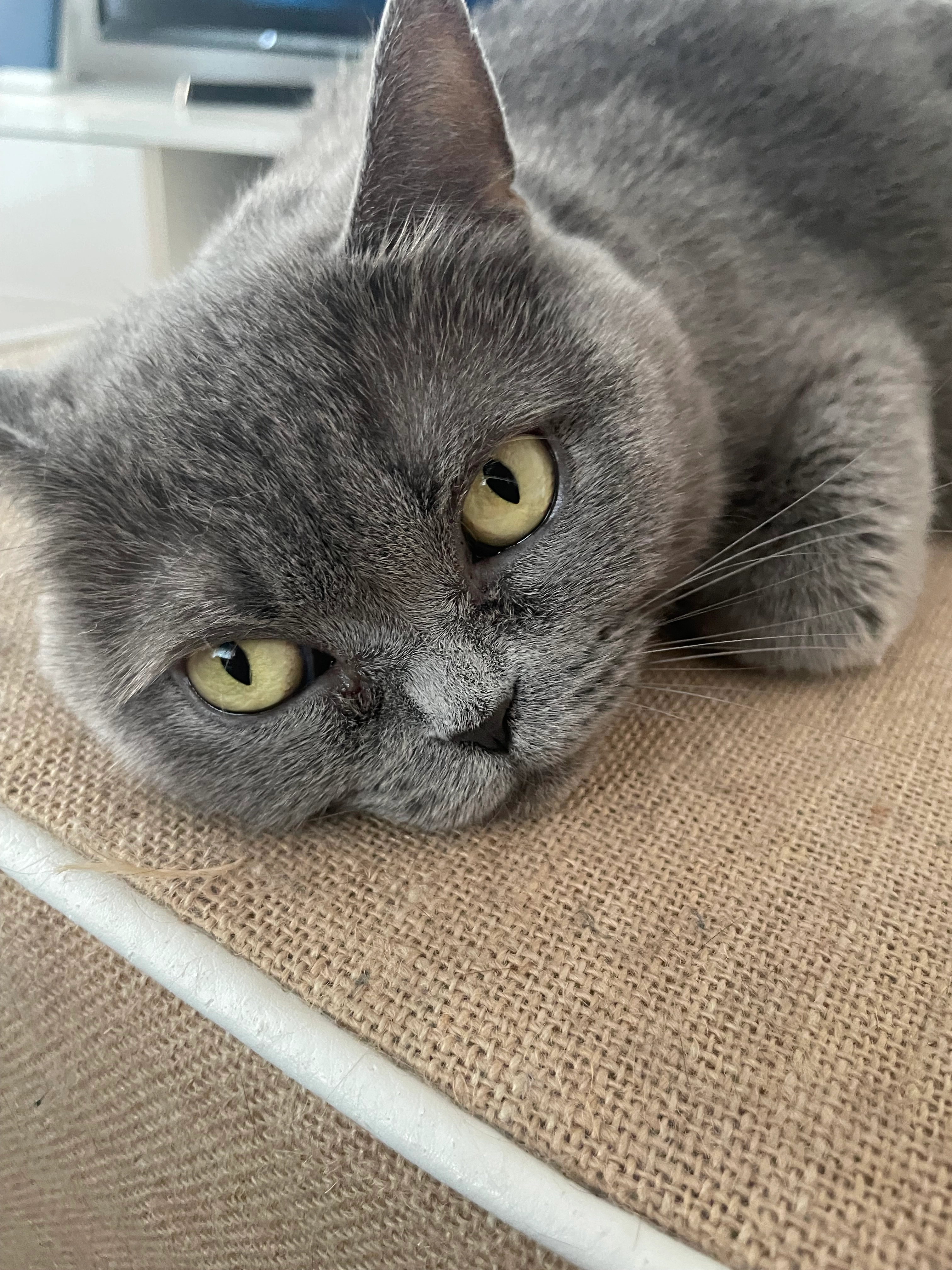 Lara  - Zaunkönigweg, Herford