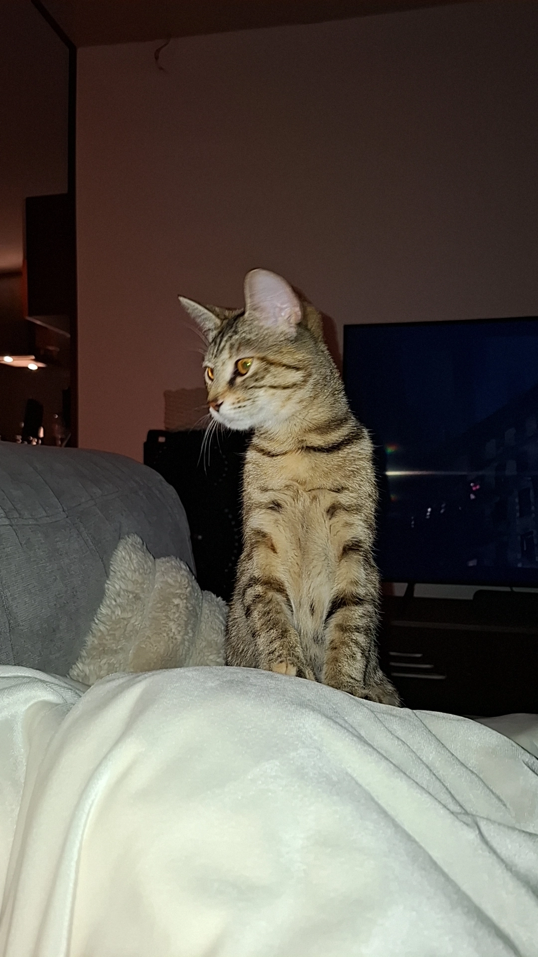 Minette  - 64 Rue de l'Ancien Port, Martin-Église