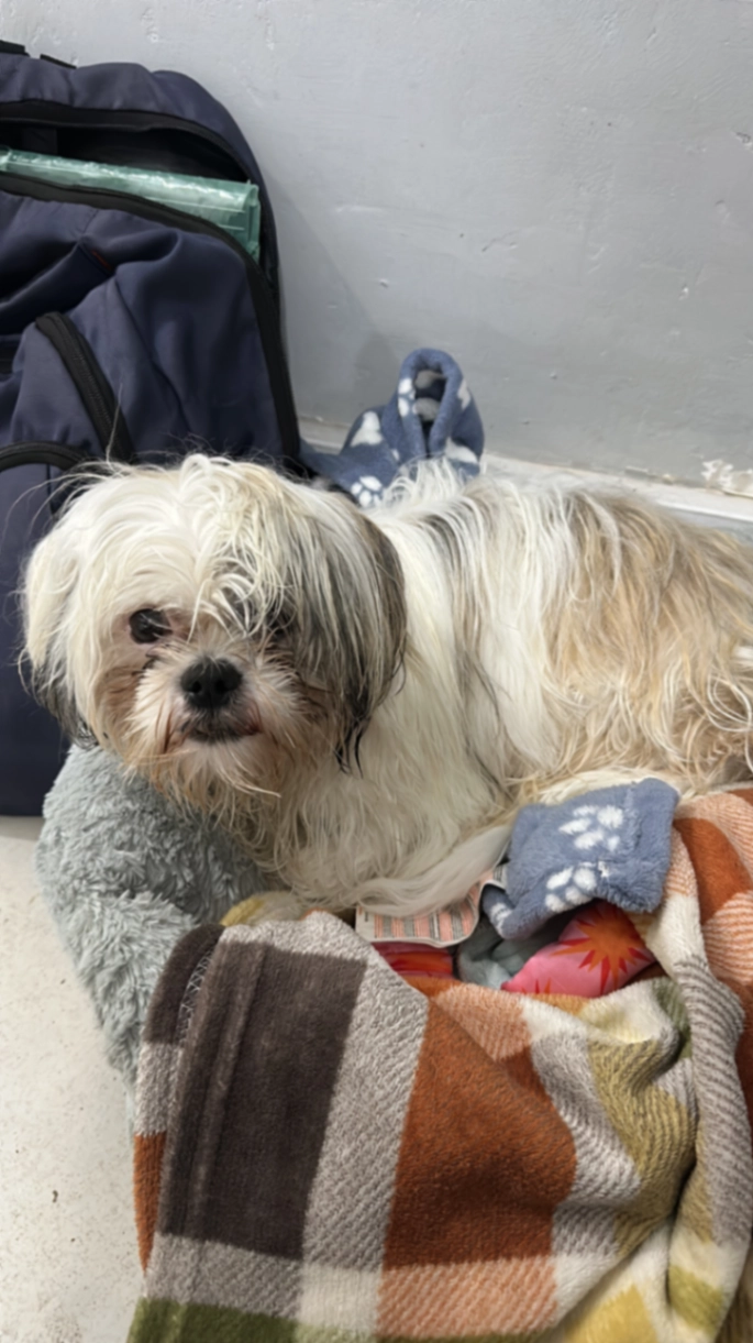 Theo - BH9 2, Bournemouth