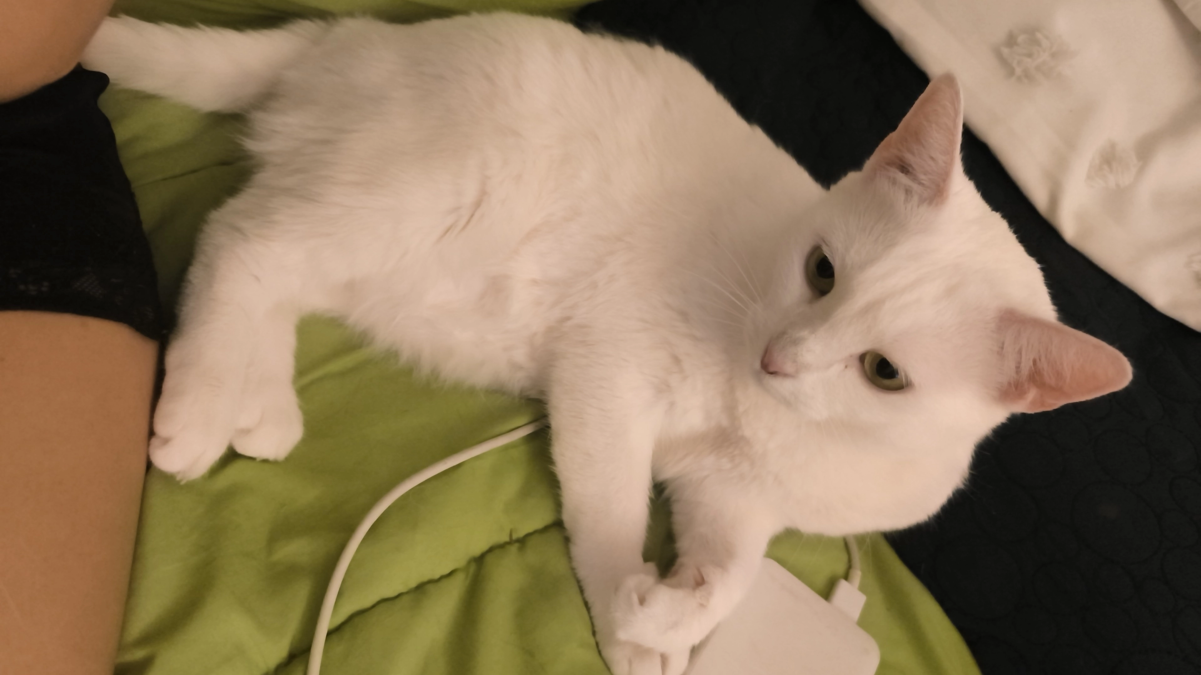 Shansa - Calle Pedro Fernández De La Rosa, Málaga