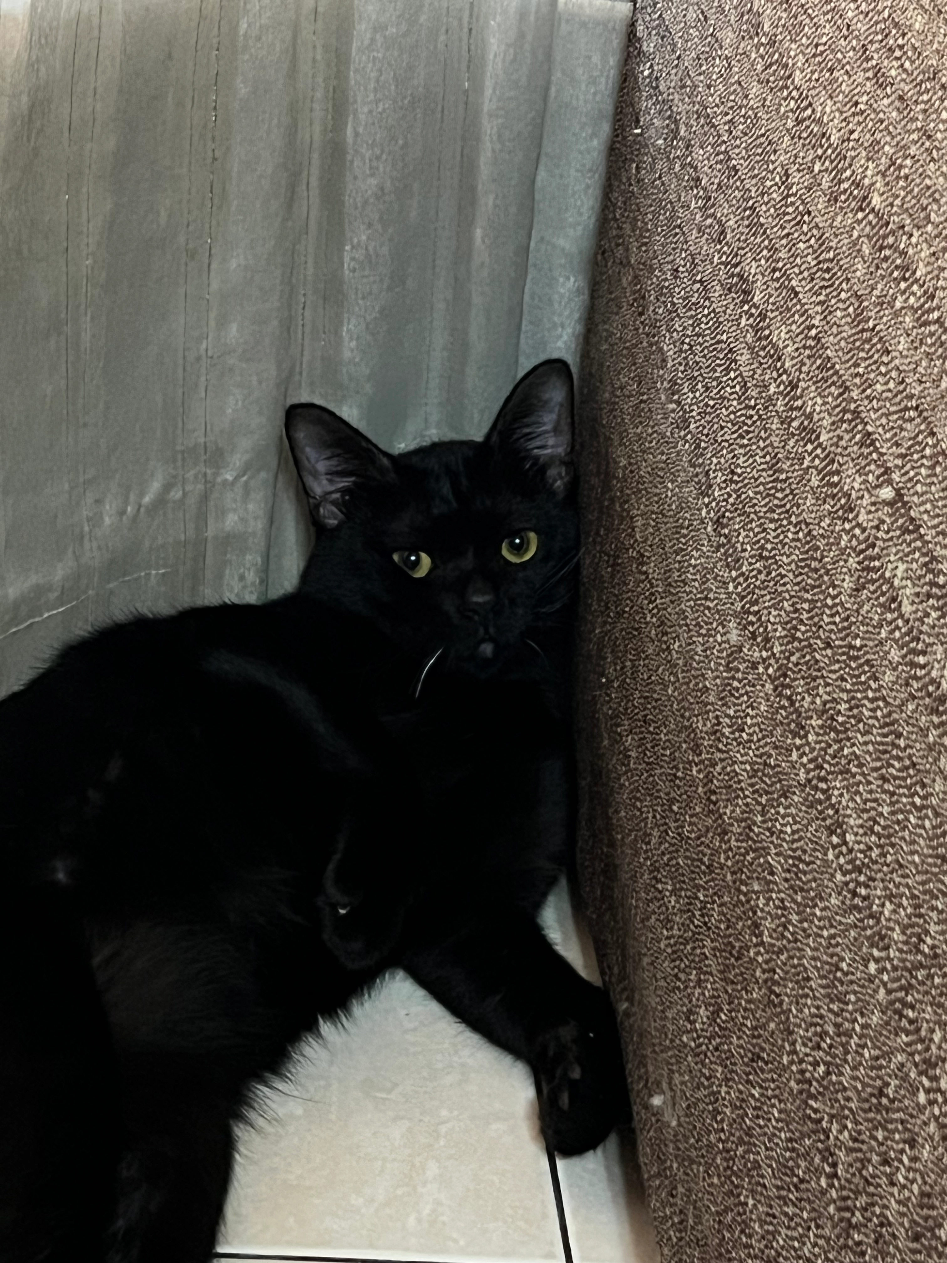 Jiji - 43200, Cheras