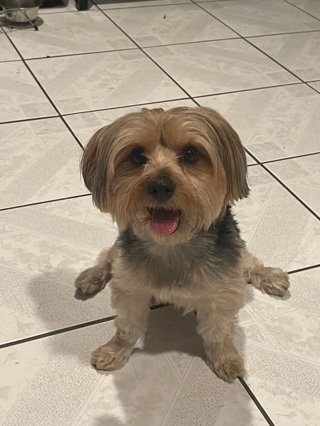 Milo - 10081 Crosby Ave, Garden Grove