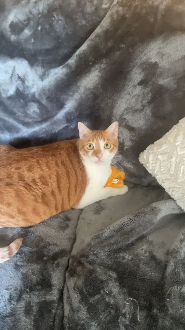 Pumpkin  - 12270 W Sample Rd. Sabal Pointe Apartments , Coral Springs