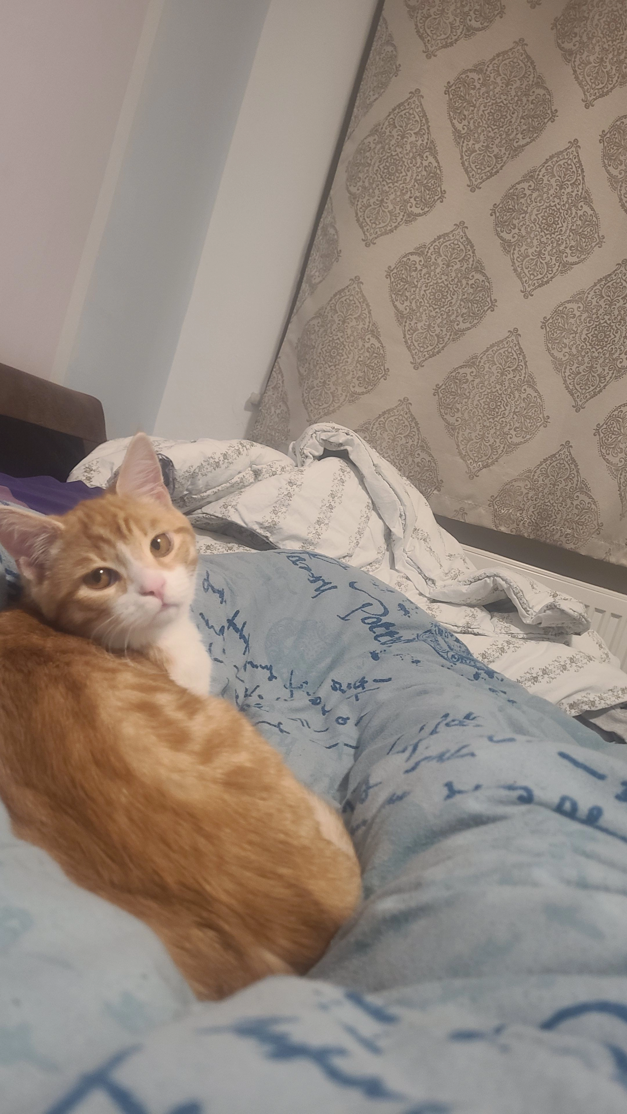 alvin - Wattstraße, Dingolfing