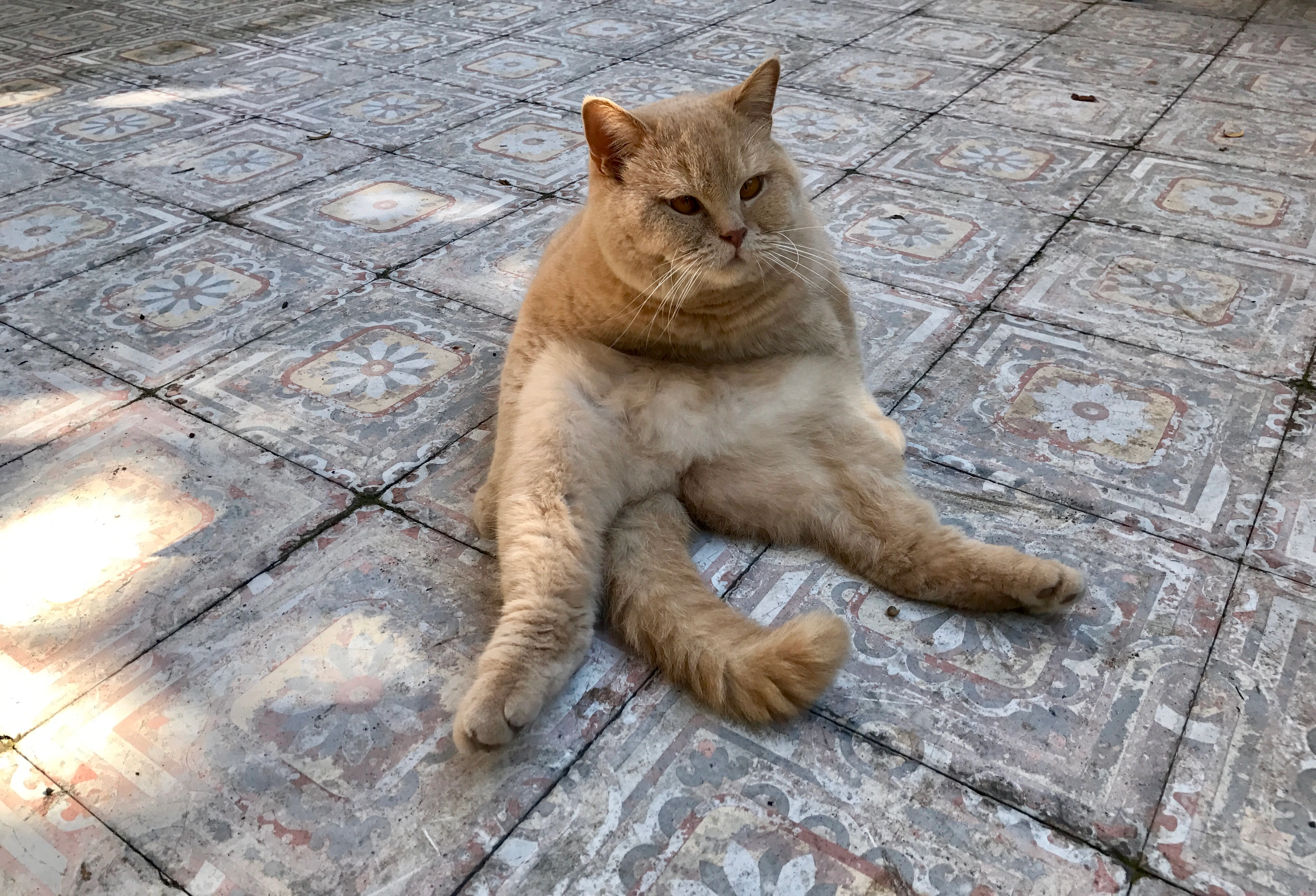 Harry - 221 Chemin de la Bernarde, Saint-Zacharie