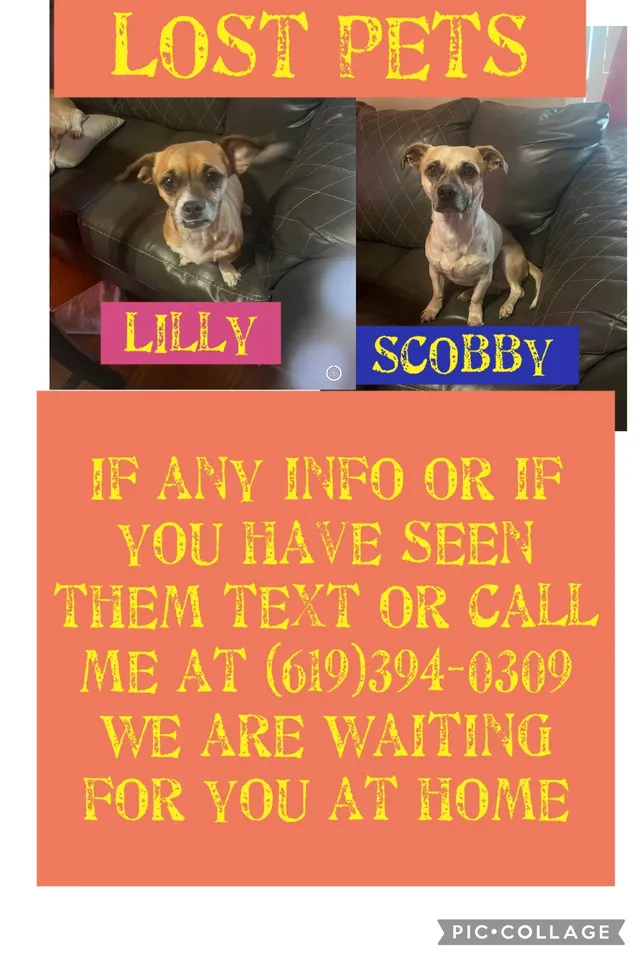 Scobby and Lilly - 624 Pons St, San Diego