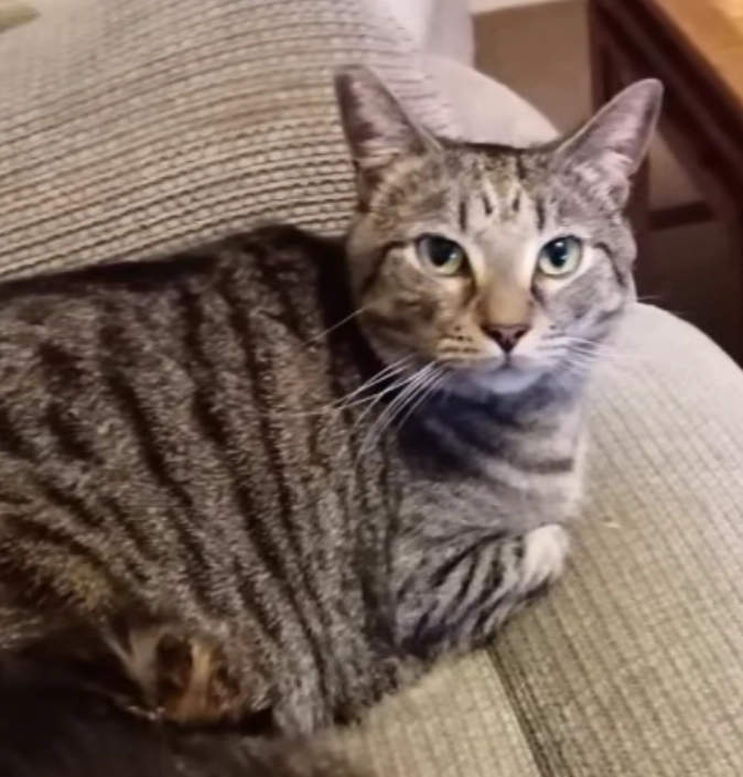 Baz (Basil) - Byrley Road, Rotherham