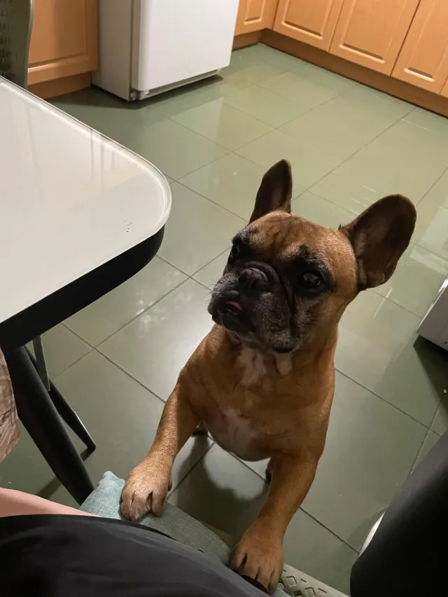 Bruno - 699 W 15th St, Hialeah