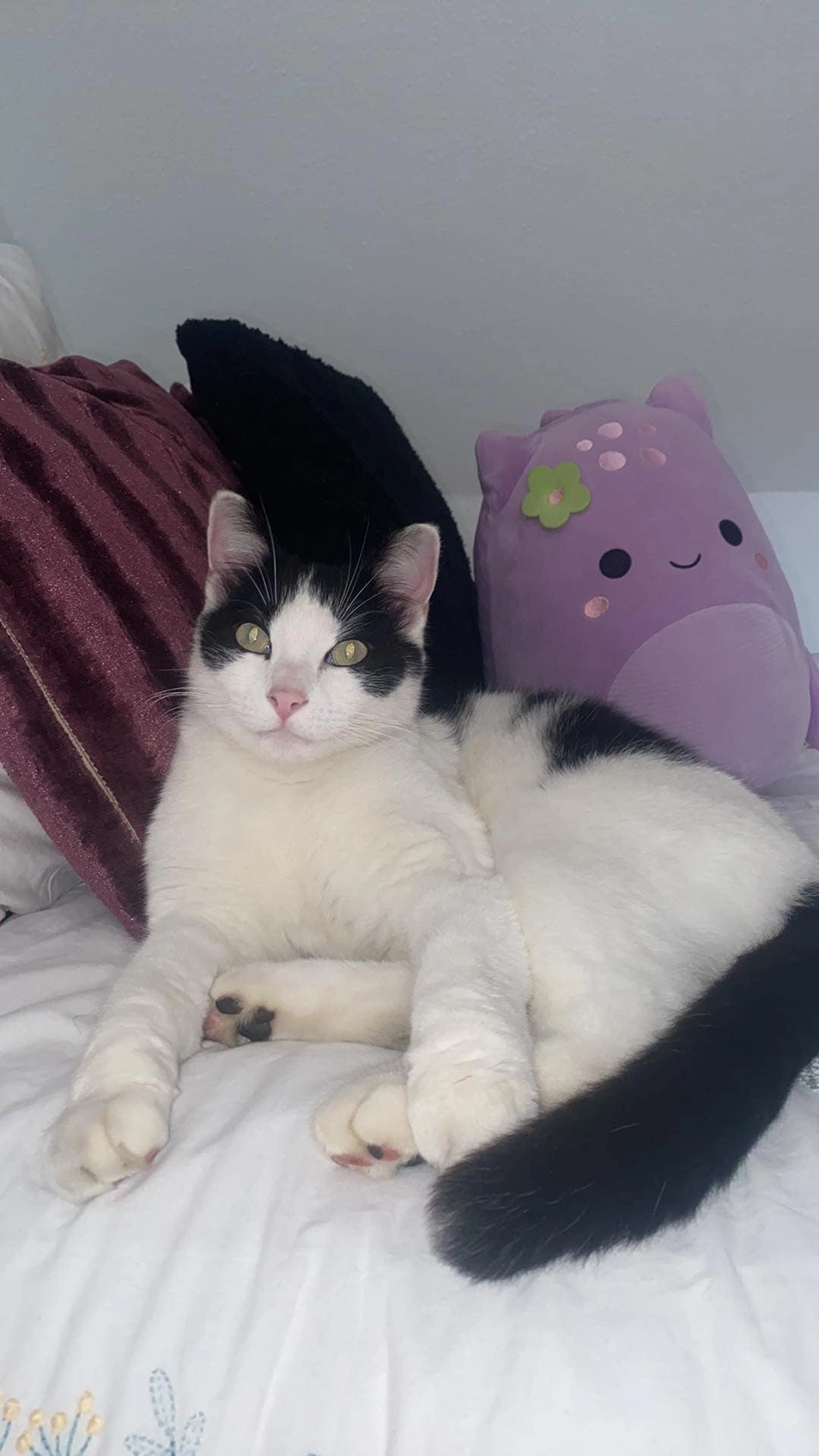 Milou - Grand'rue Pierre Braun, Rixheim