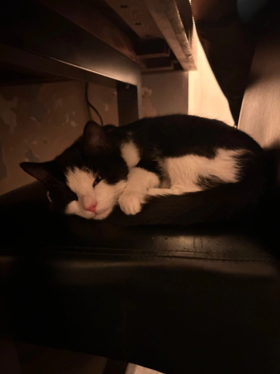 Goofy - Kirkstall Close, Swindon