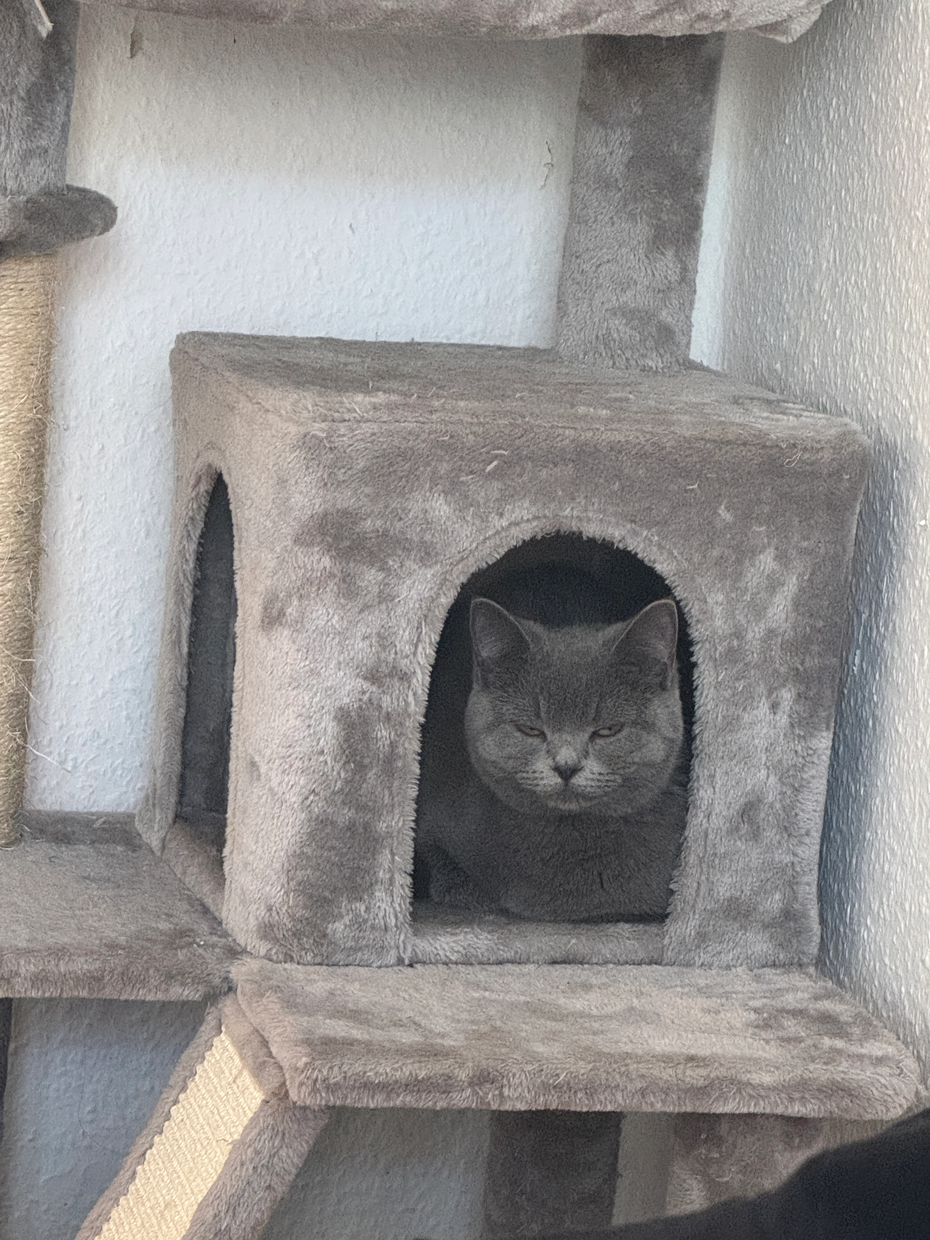 Meli - Scheffelstraße, Zwickau