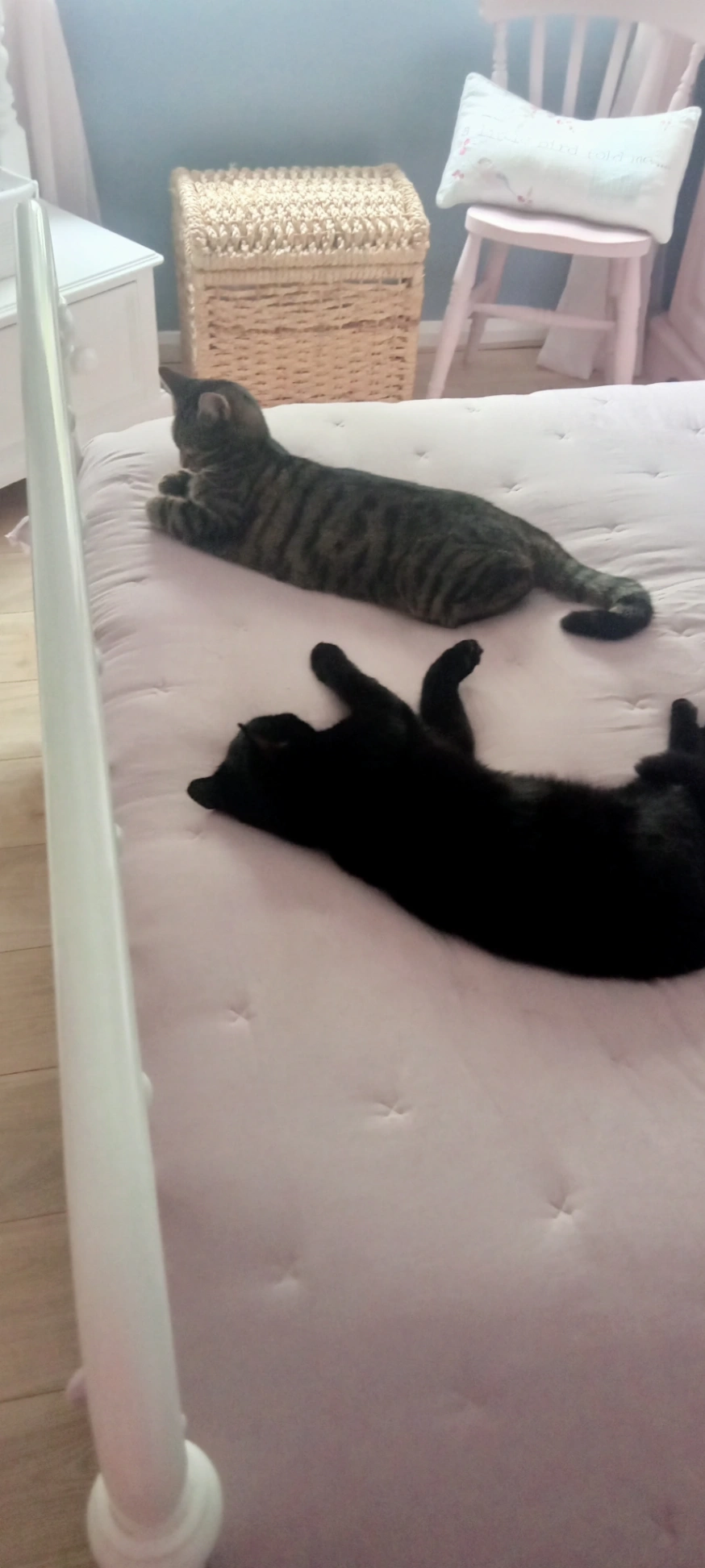 Lilly - Halls Crescent, Hinckley