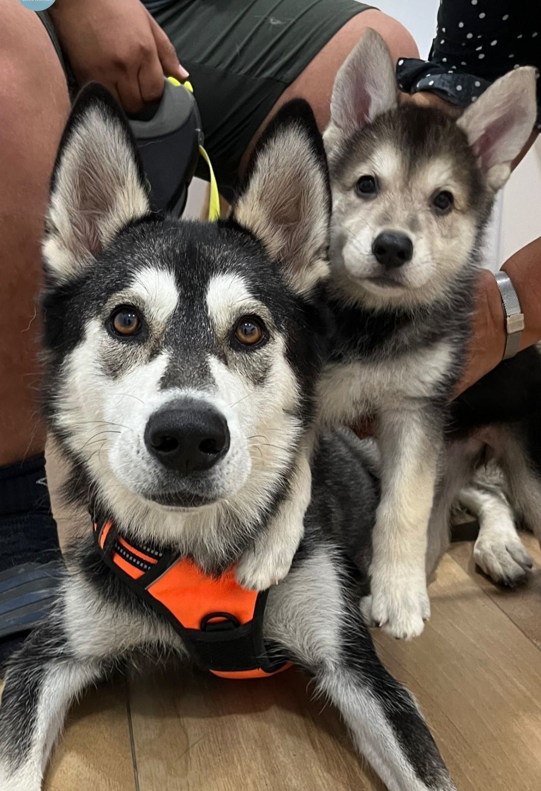 Gaia - Rue Perre, Louan-Villegruis-Fontaine