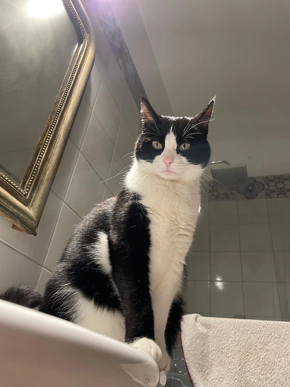 Koshka - Rue des Gaillardons, Chalon-sur-Saône