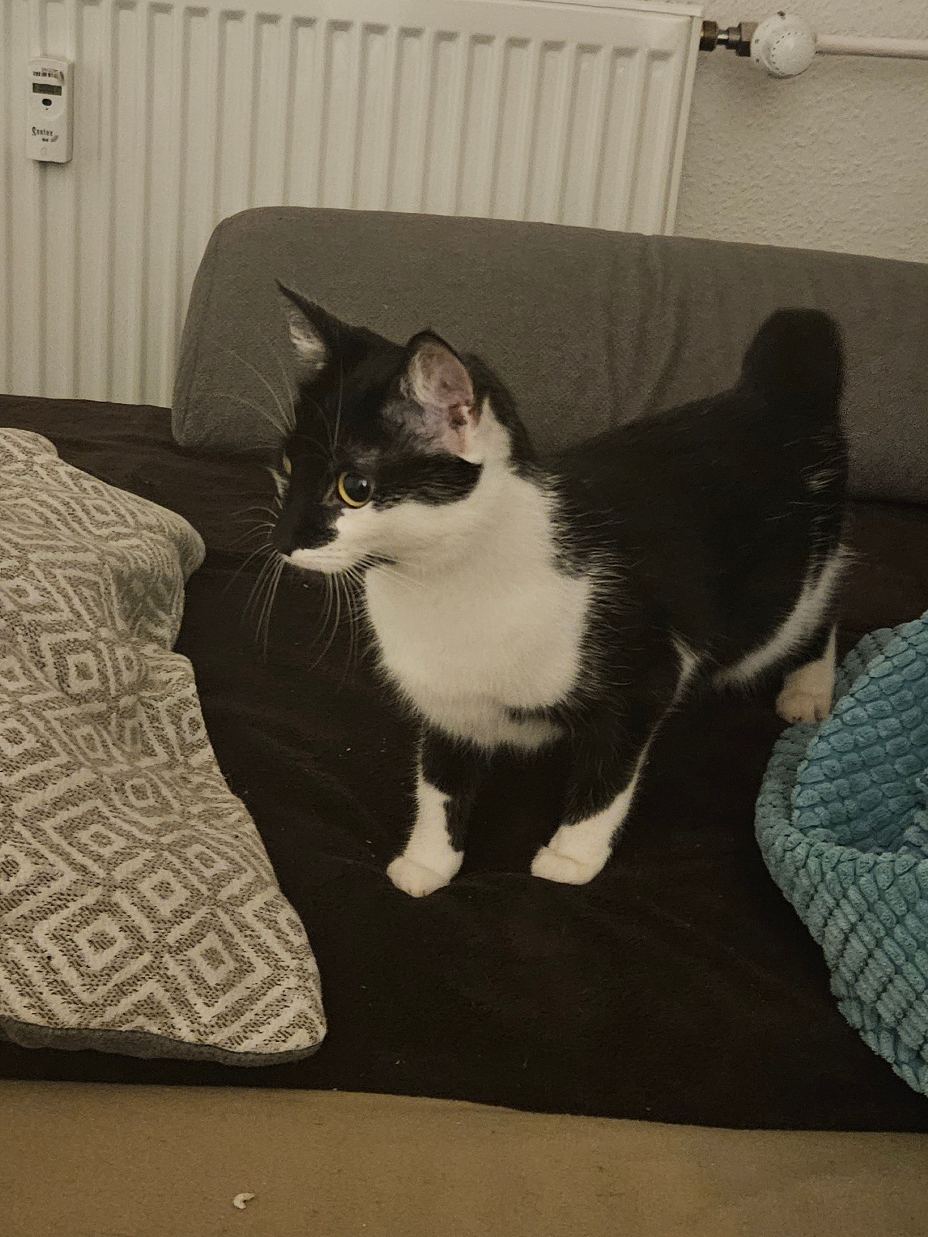 Ruffy - Schrödingerstraße, Jena