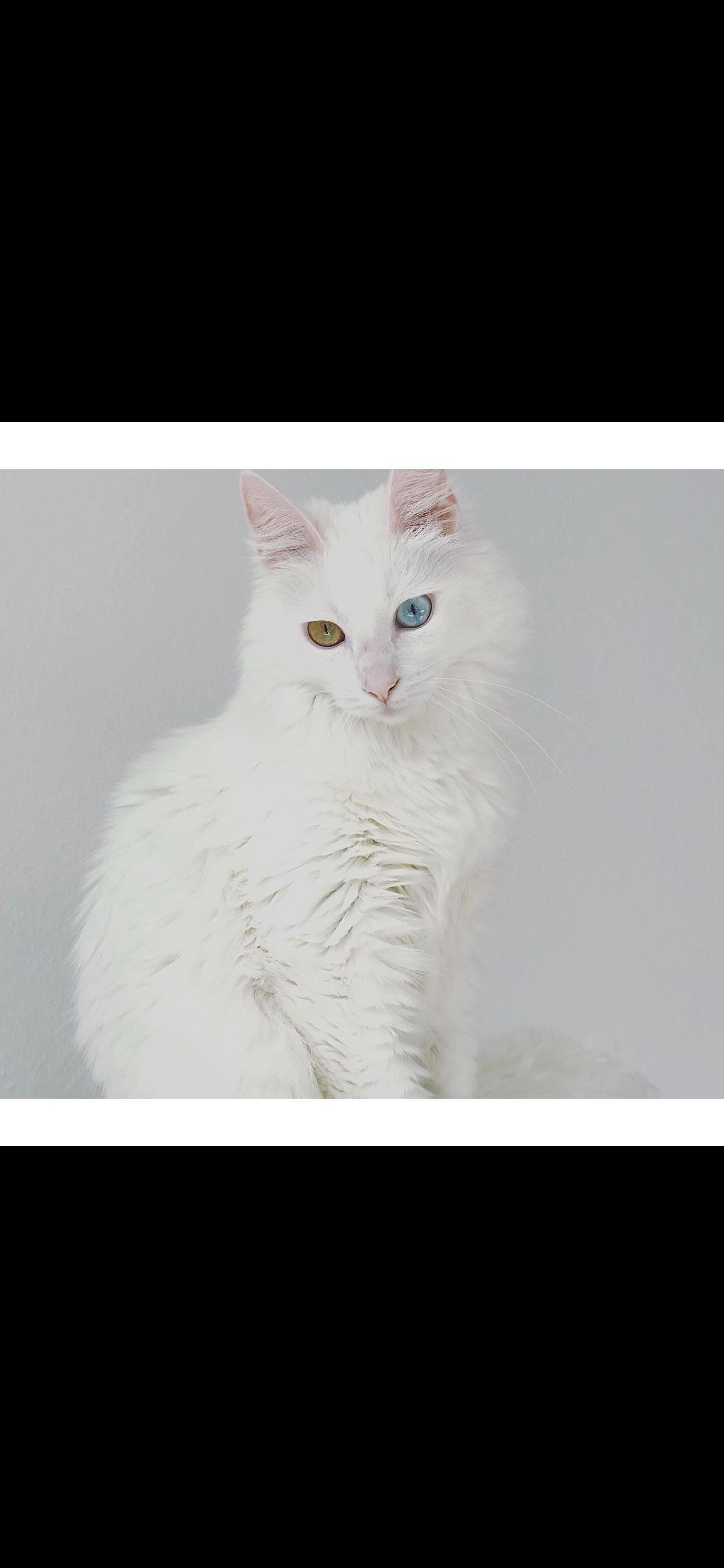 Nala - Jägerwald, Remscheid