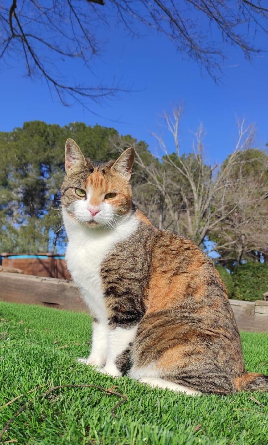 Pluma - Camí Vell, Valls
