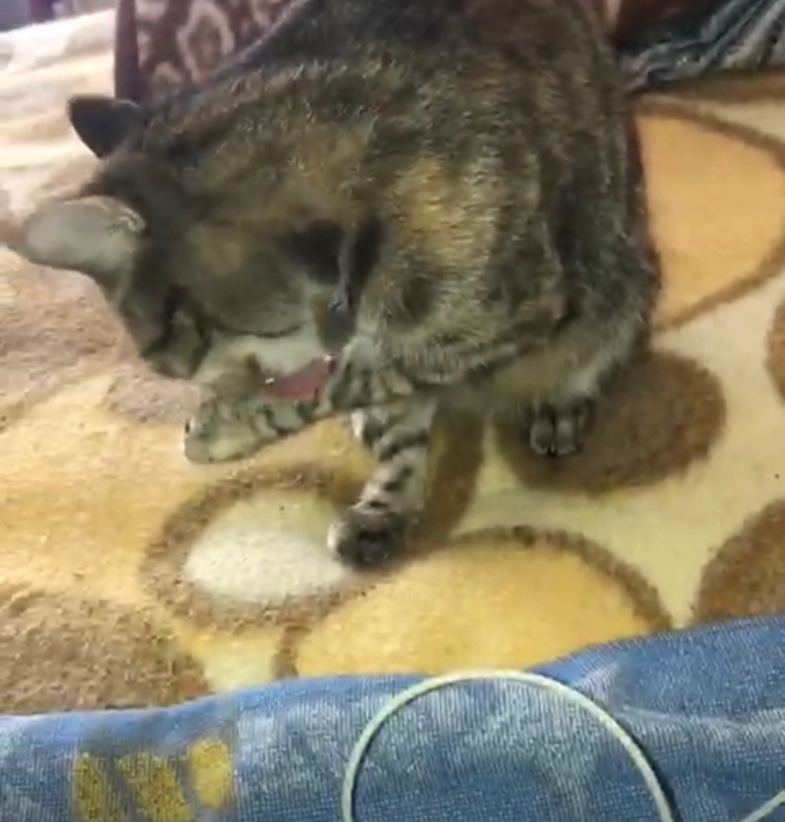 Cloe - Avenida Gran Capitán, Aspe