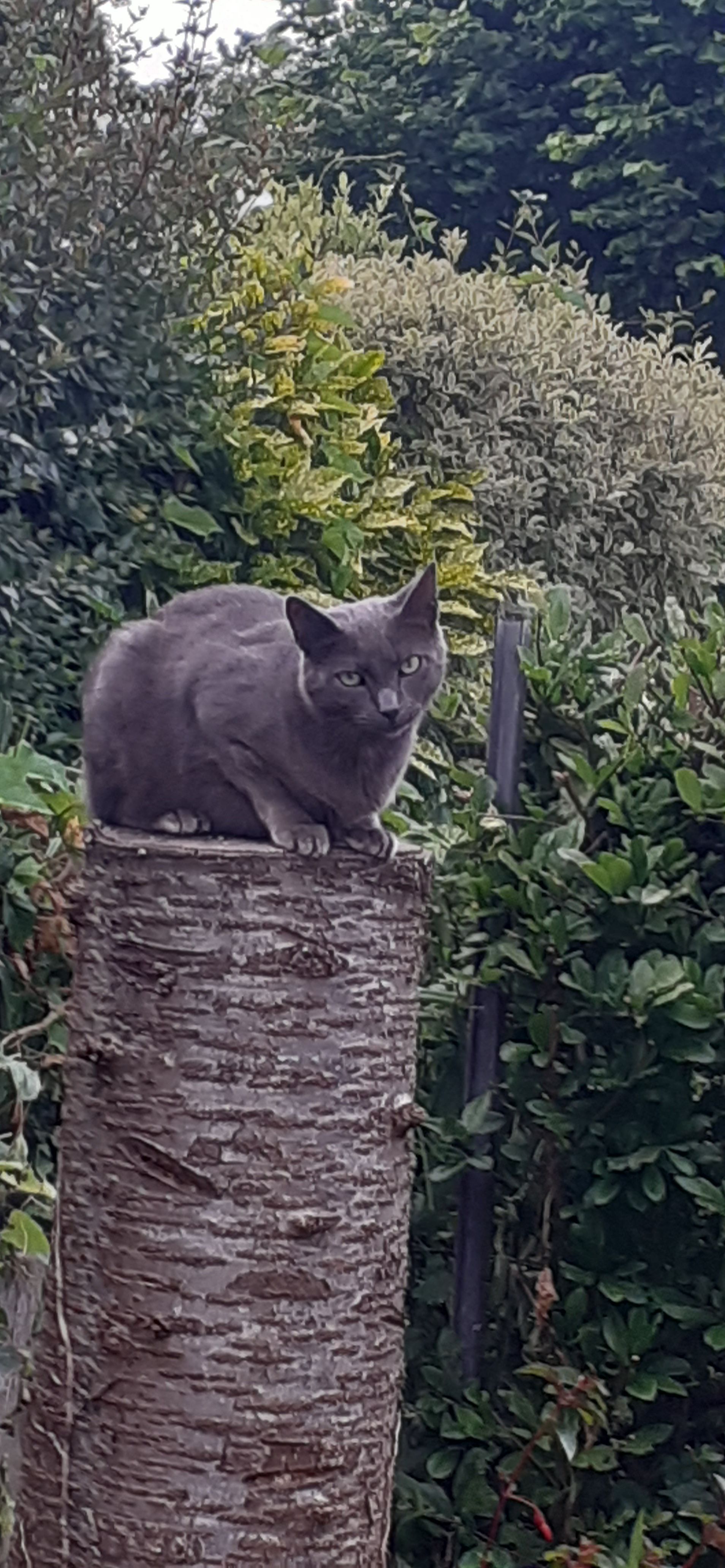 reni  - Rue De L'argoat, Pléhédel