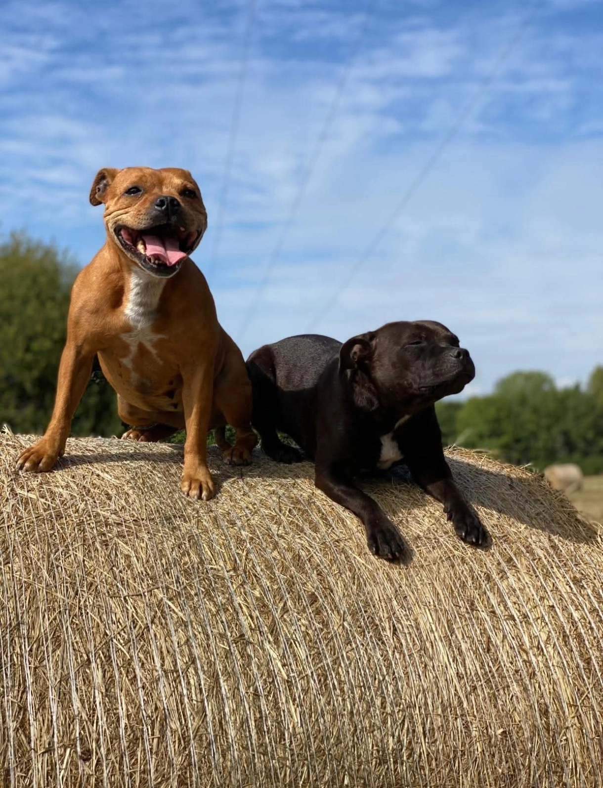 Mira et sam  - 31 Rue Arthur Rimbaud, Jouy-le-Moutier