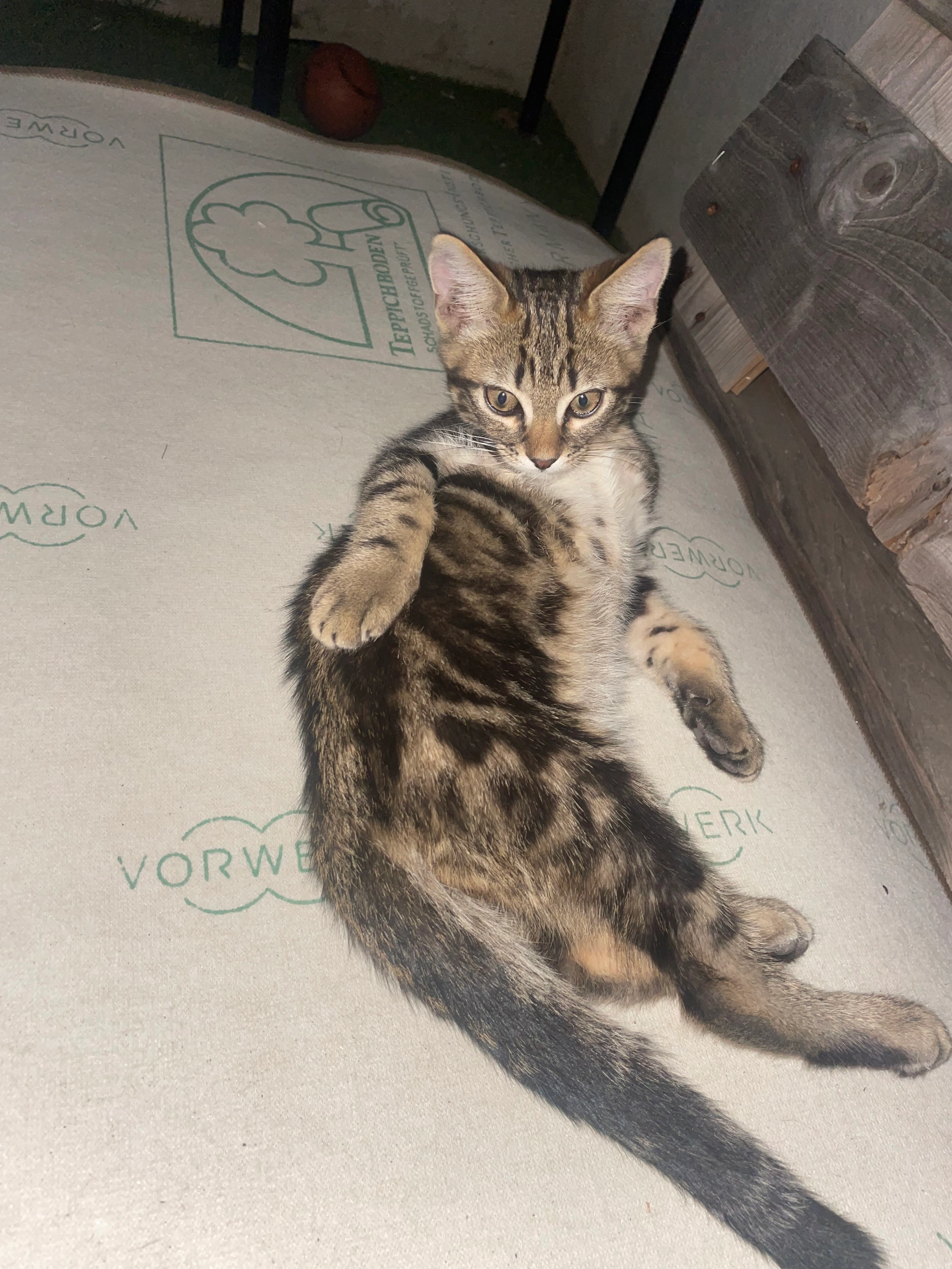 Minou - 8 Rue Jules Ferry, Saint-Victoret