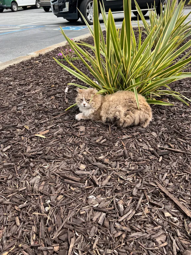 I found a cat - Balentine Drive, Newark